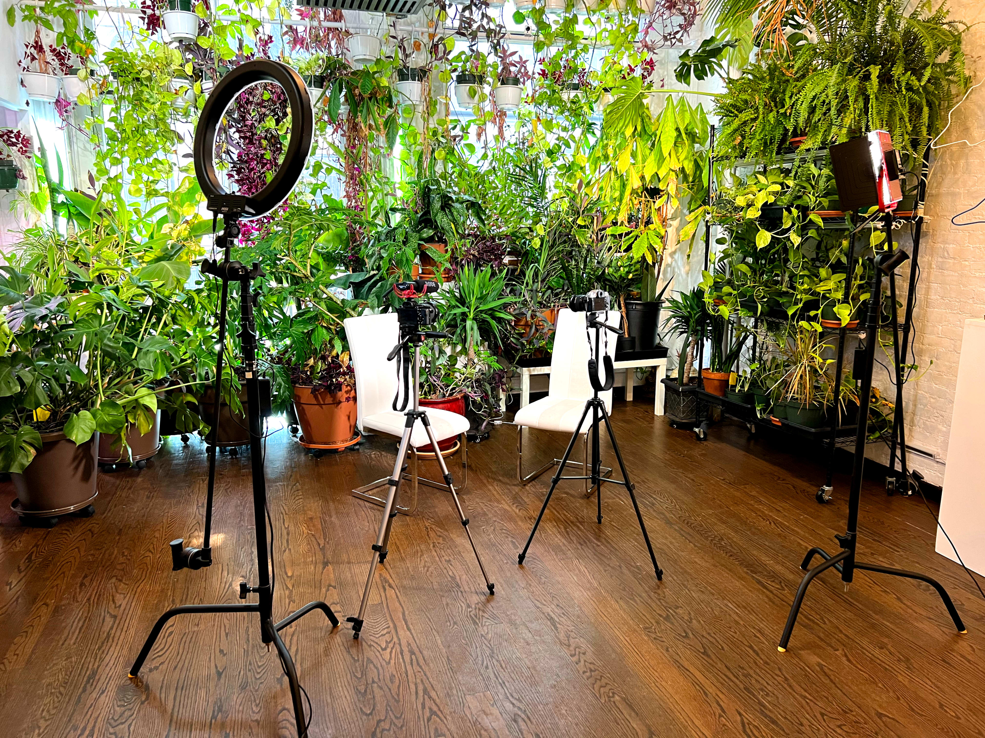 Three tripods with camera equipment set up in a room filled with various indoor plants.