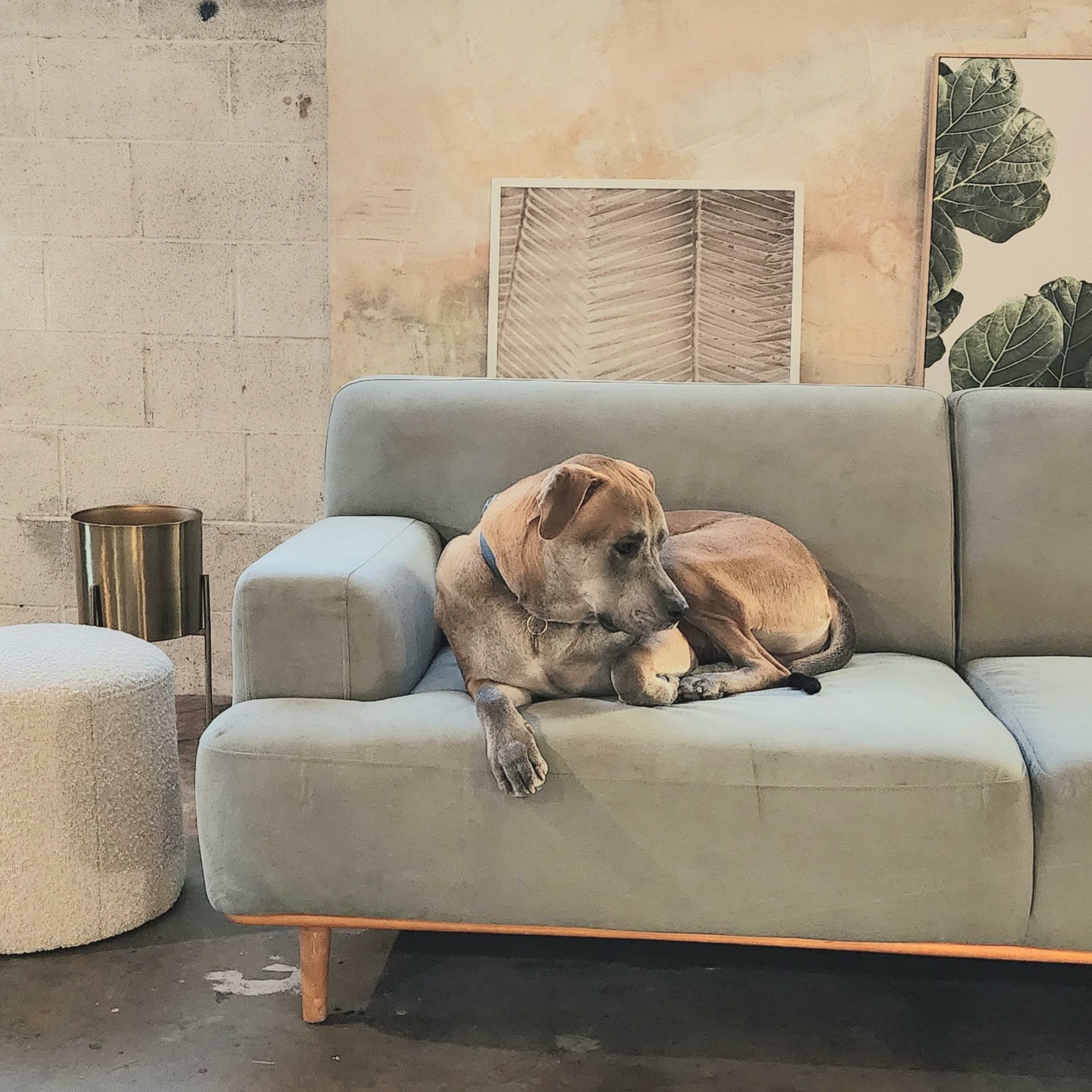 A dog lies on a light gray sofa in a modern interior space with a textured wall and a round white ottoman nearby.