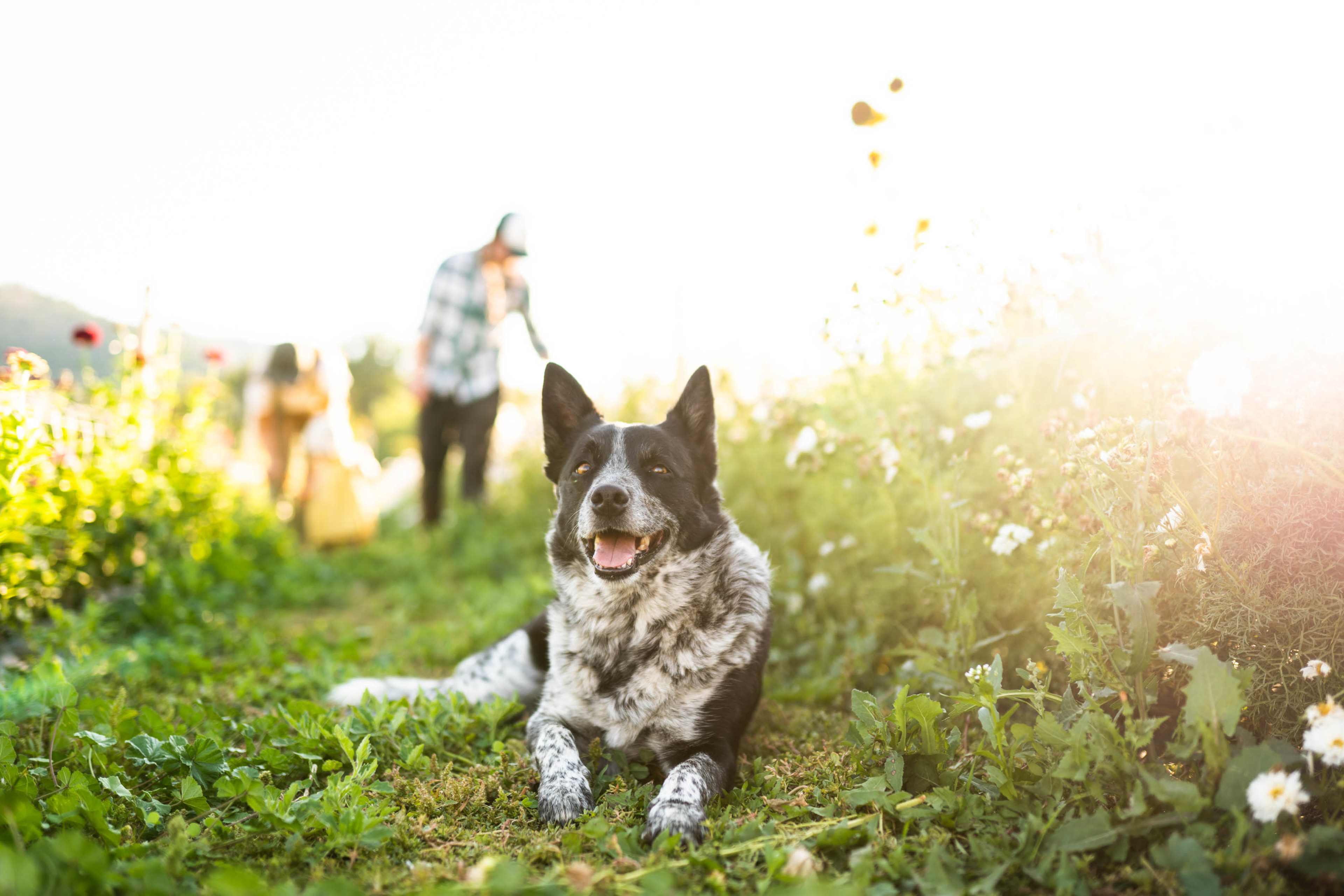 A black and white dog lies on the grass in a flower field while a person walks in the background.