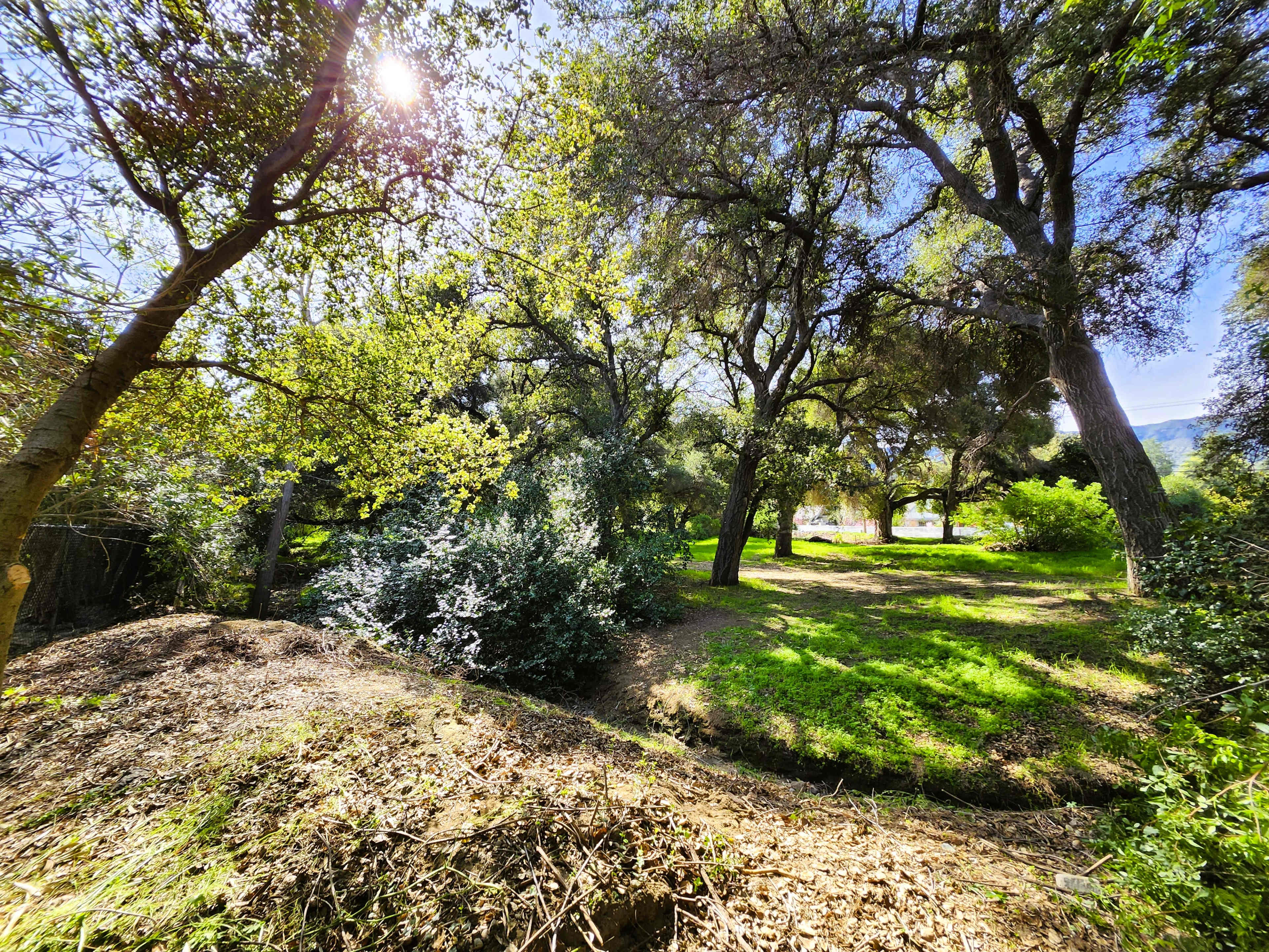 A sunlit grove features green trees and underbrush, with a clear area of grass in the foreground.