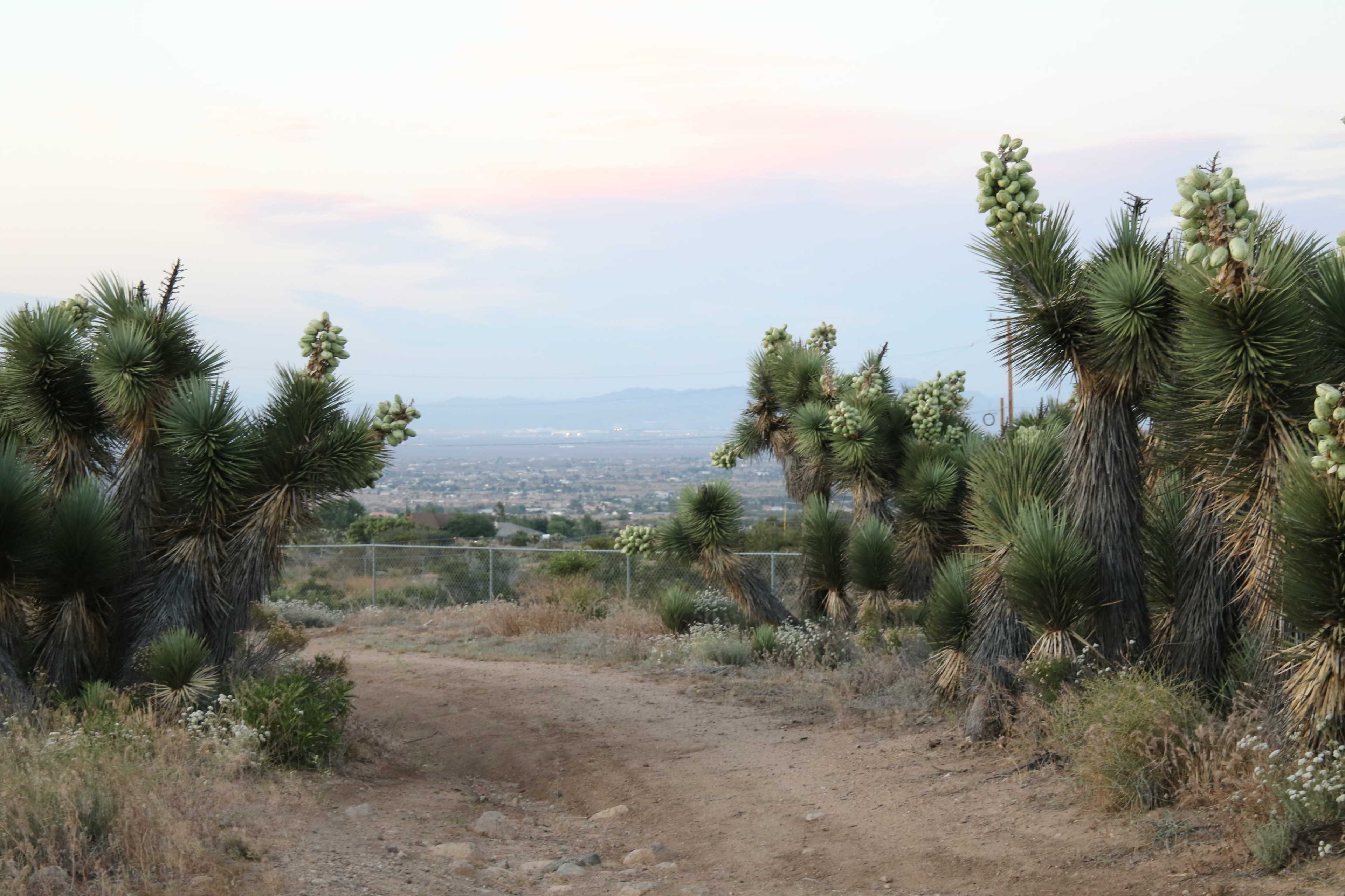 The scene features a dirt path winding through a landscape of Joshua trees and shrubs, overlooking a valley in the distance.