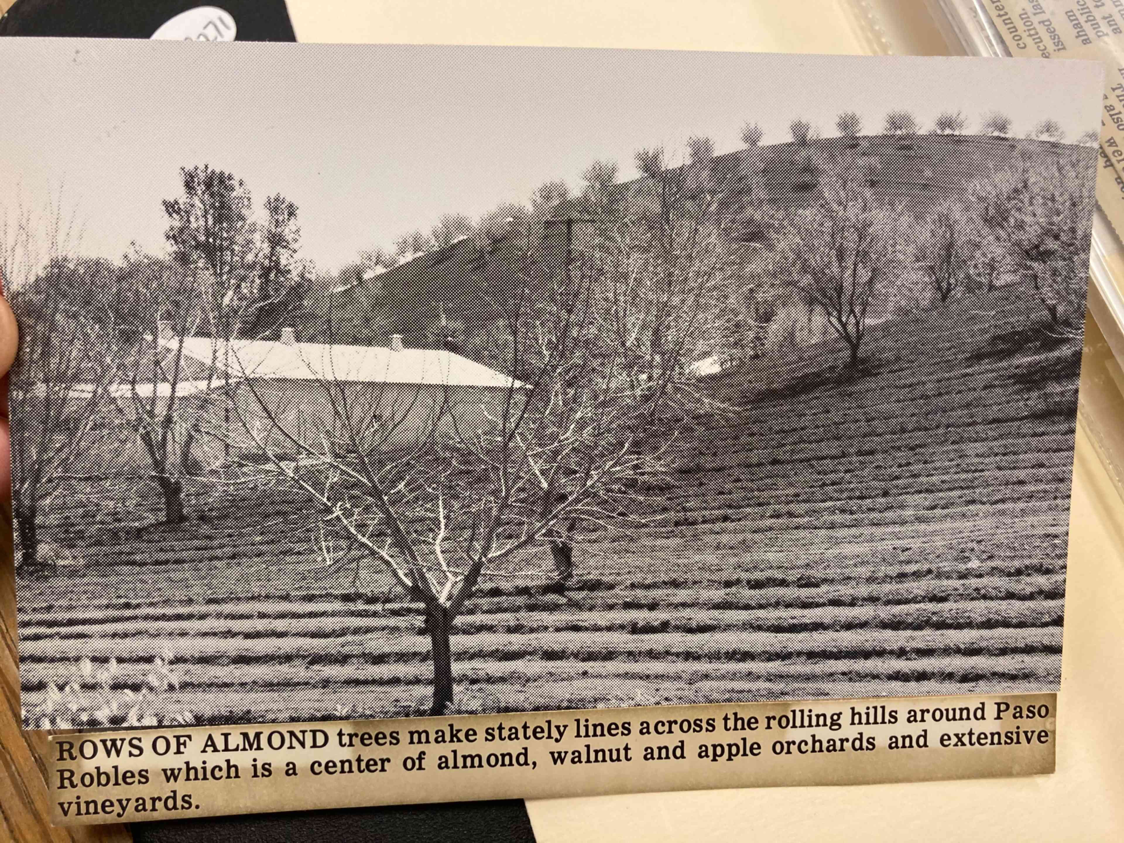 Rows of almond trees on rolling hills surrounding a building in Paso Robles, an area known for its almond, walnut, and apple orchards, as well as vineyards.