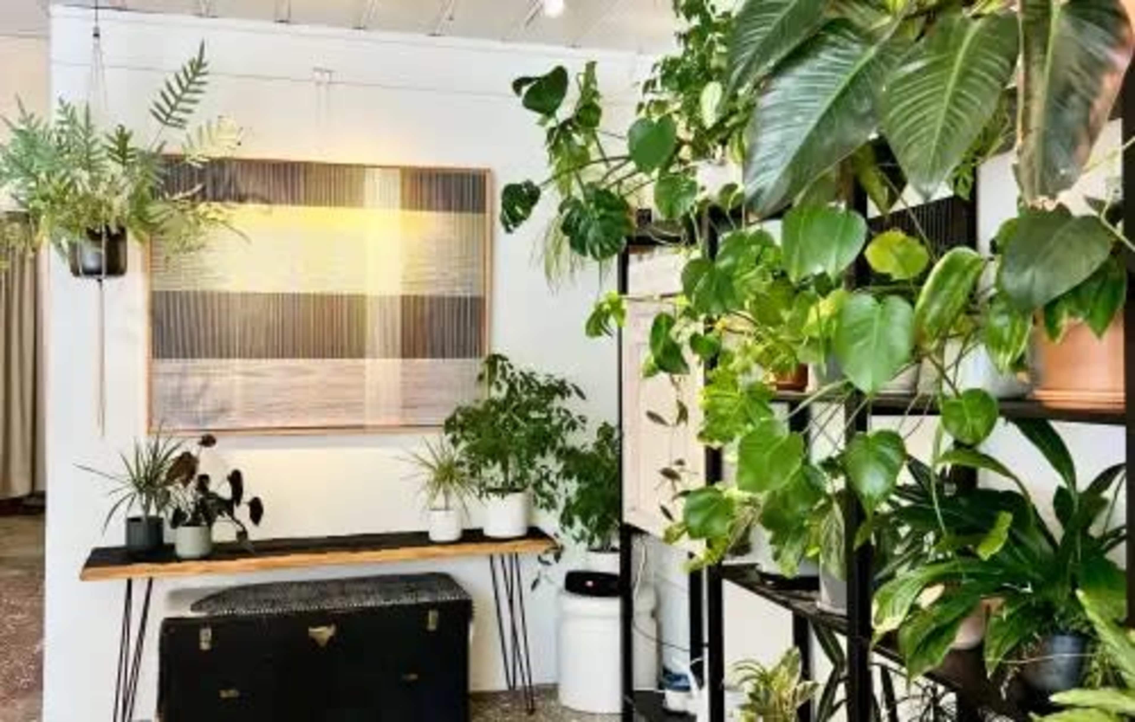 The image depicts a room filled with various potted plants, a wooden shelf with more plants, a decorative wall hanging, and a trunk at the bottom.
