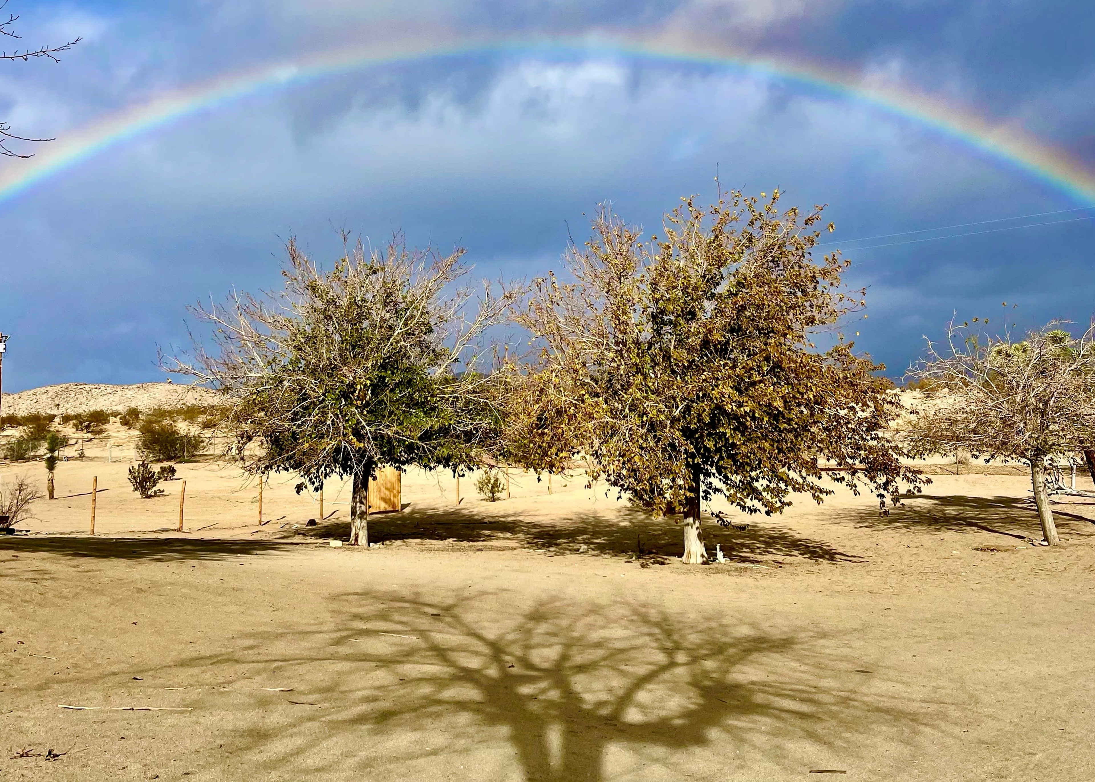 A rainbow arches over two trees in a dry, sandy landscape, casting their shadows on the ground.
