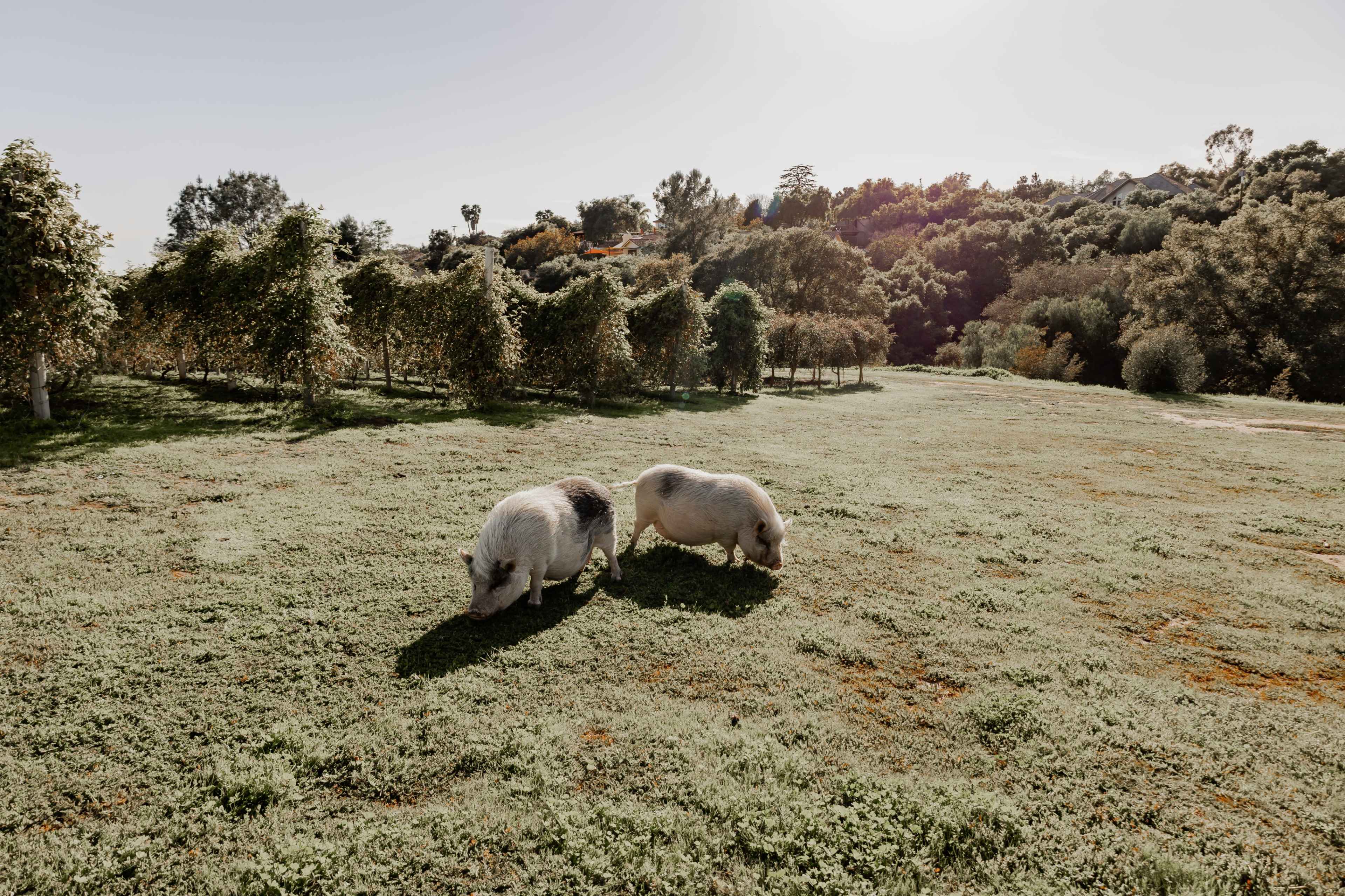 Two pigs graze on a grassy area surrounded by trees and shrubs in a rural landscape.