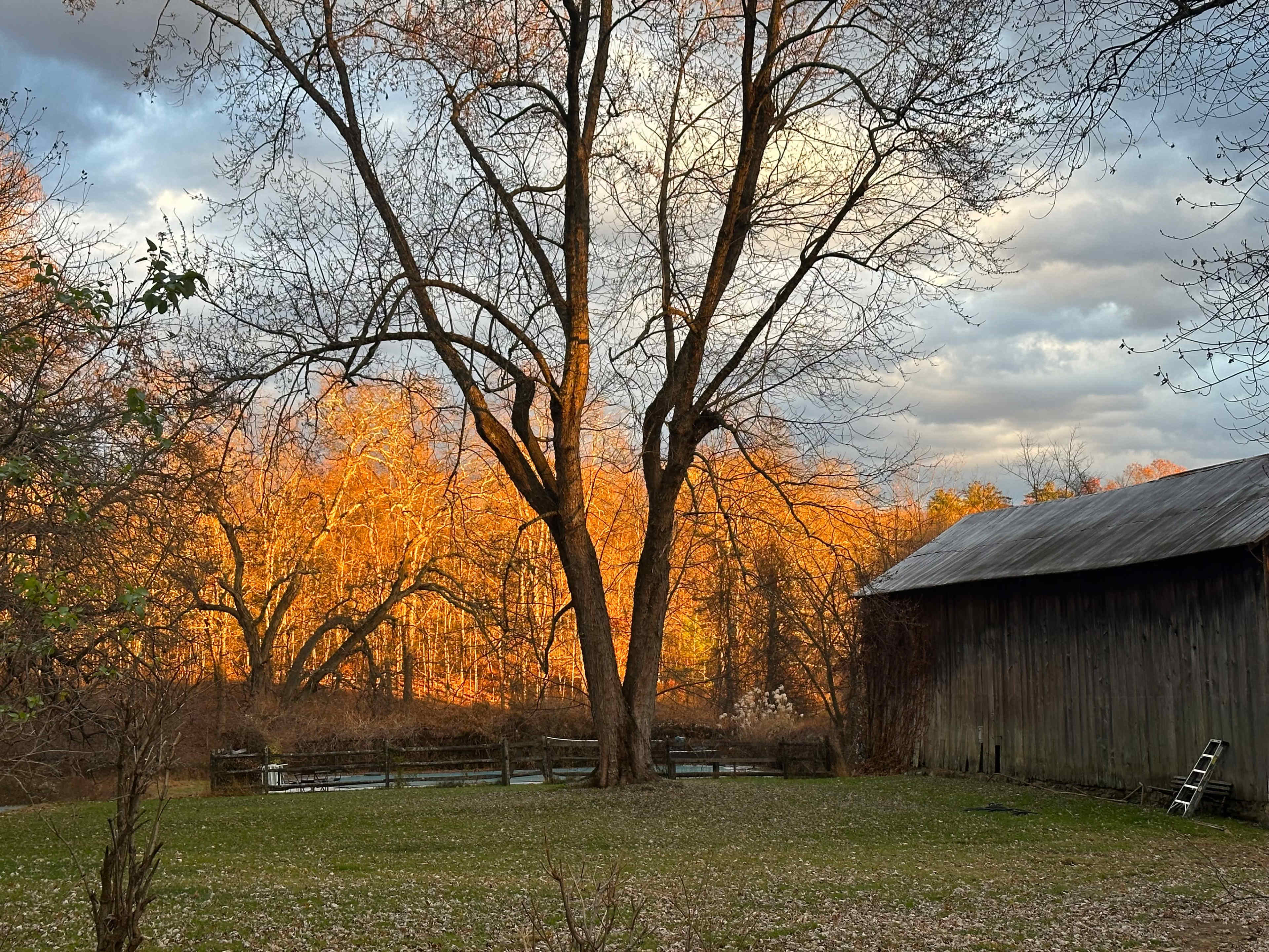 A large tree stands in a yard beside a weathered barn, with sunlight illuminating the autumn foliage in the background.