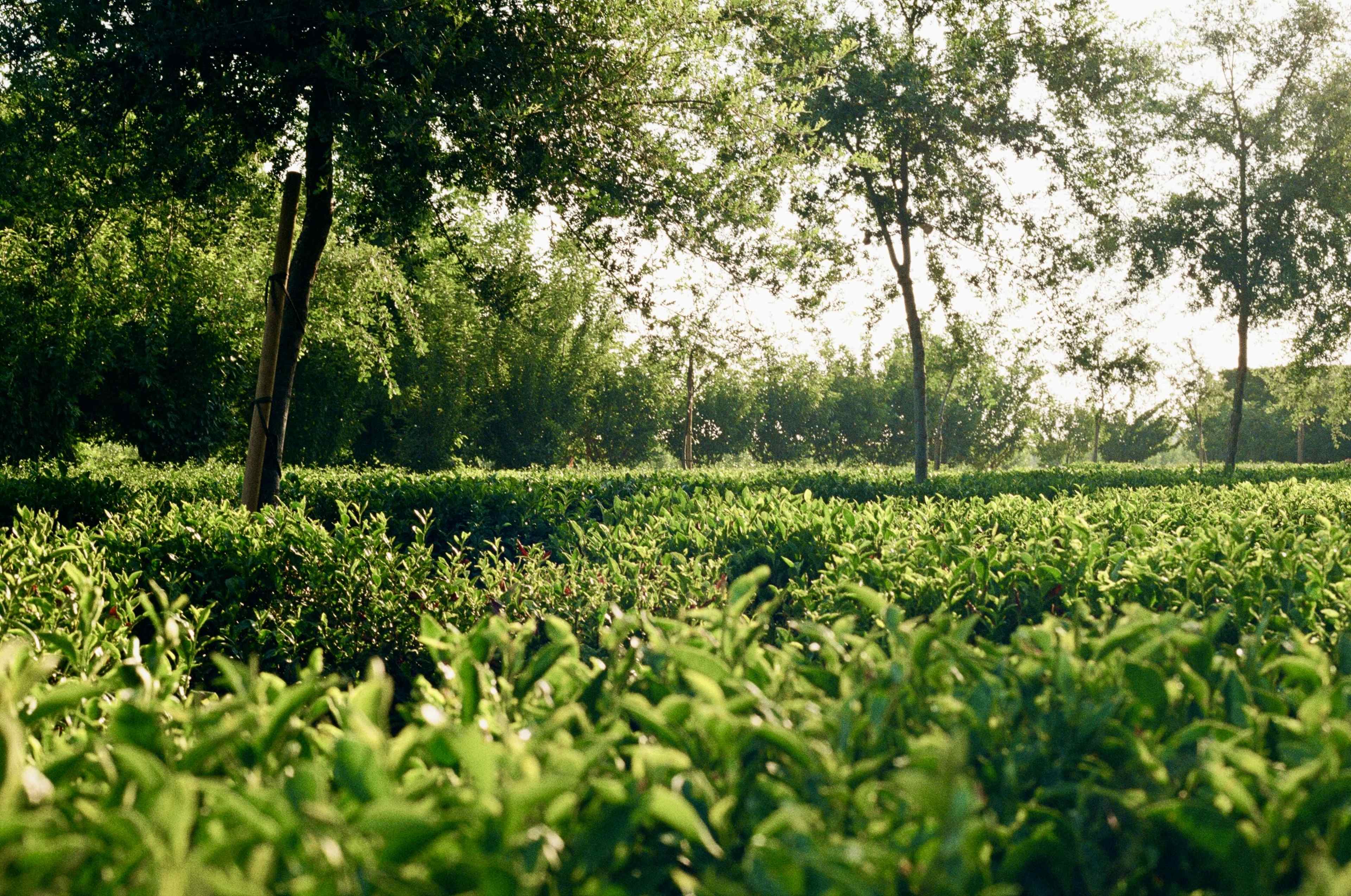 A lush, green landscape features rows of tea plants interspersed with trees under a clear sky.