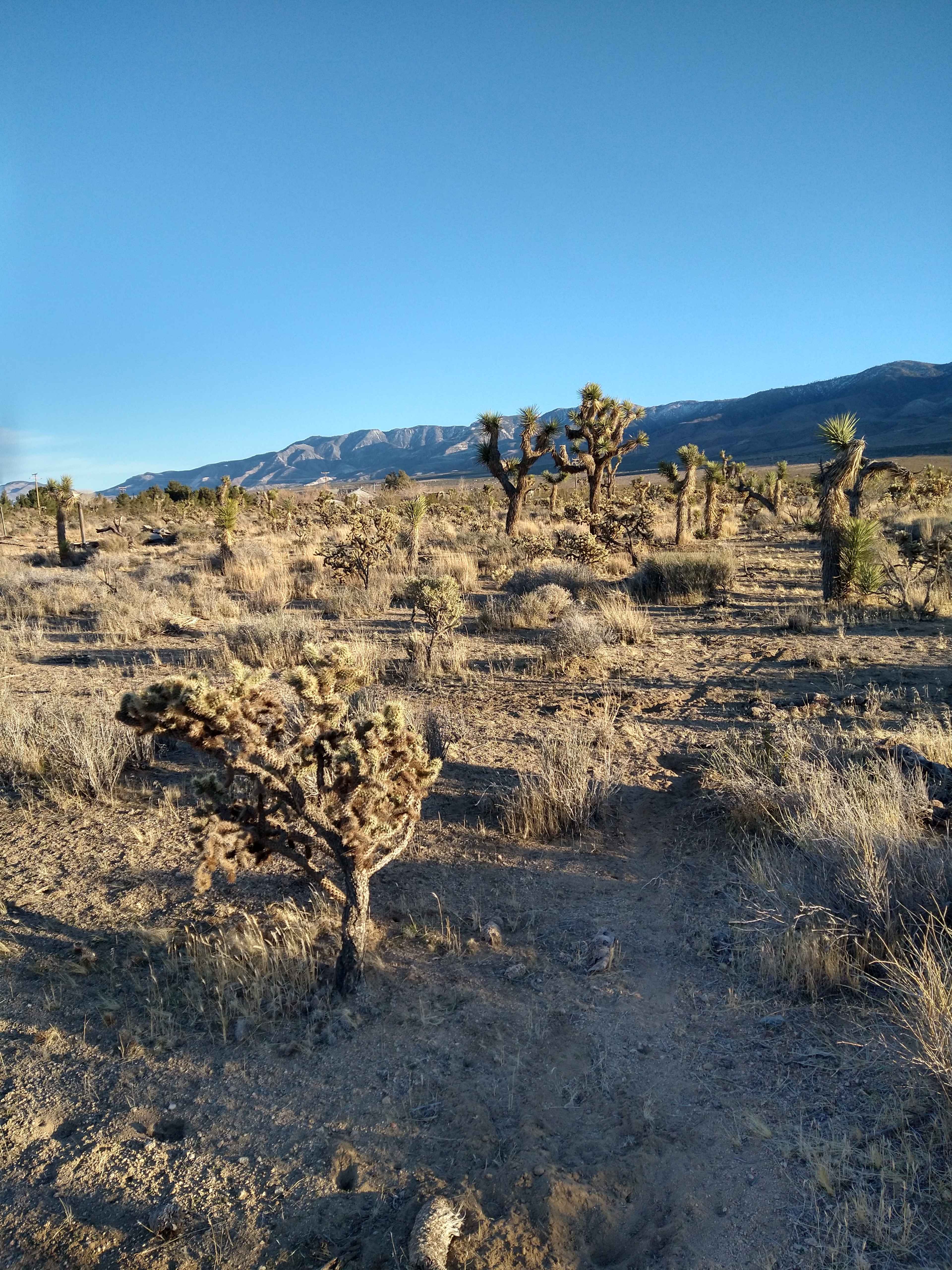 The image shows a desert landscape with scattered Joshua trees and mountain ranges in the background.
