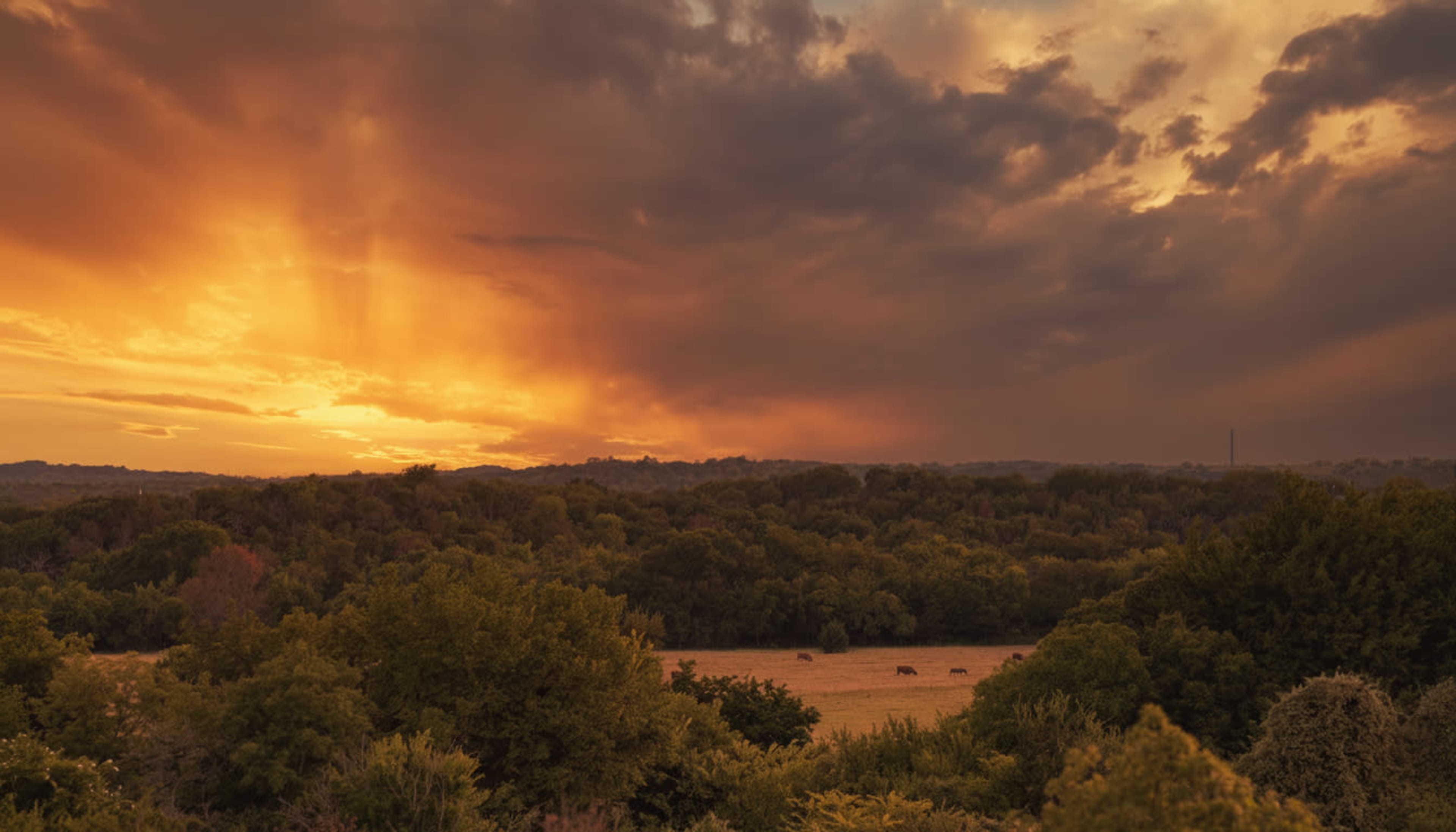The image shows a sunset with dramatic clouds over a grassy field and a line of trees in the background, where a few cows are visible grazing.