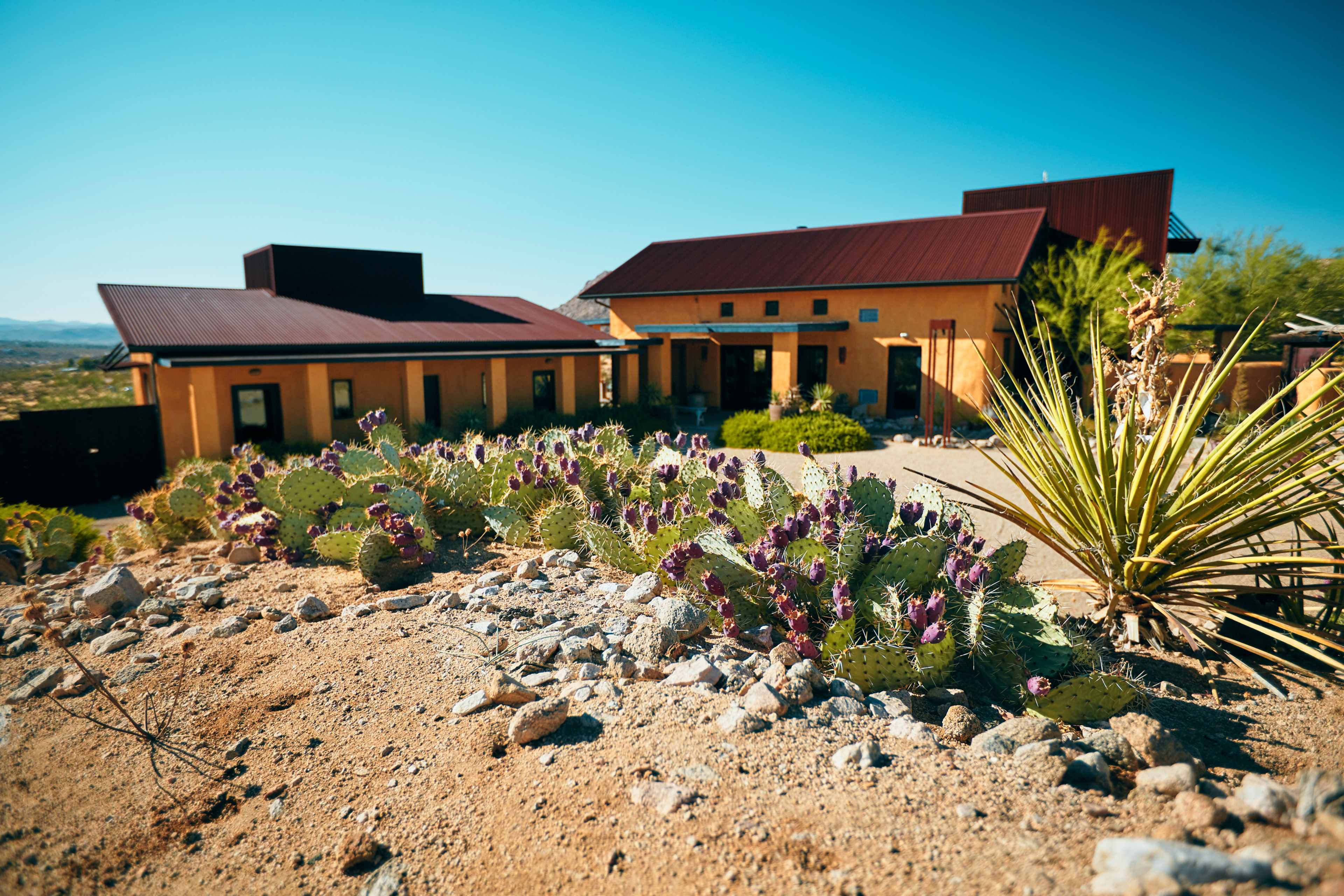 A modern desert home with a reddish metal roof is surrounded by cacti and gravel landscaping.