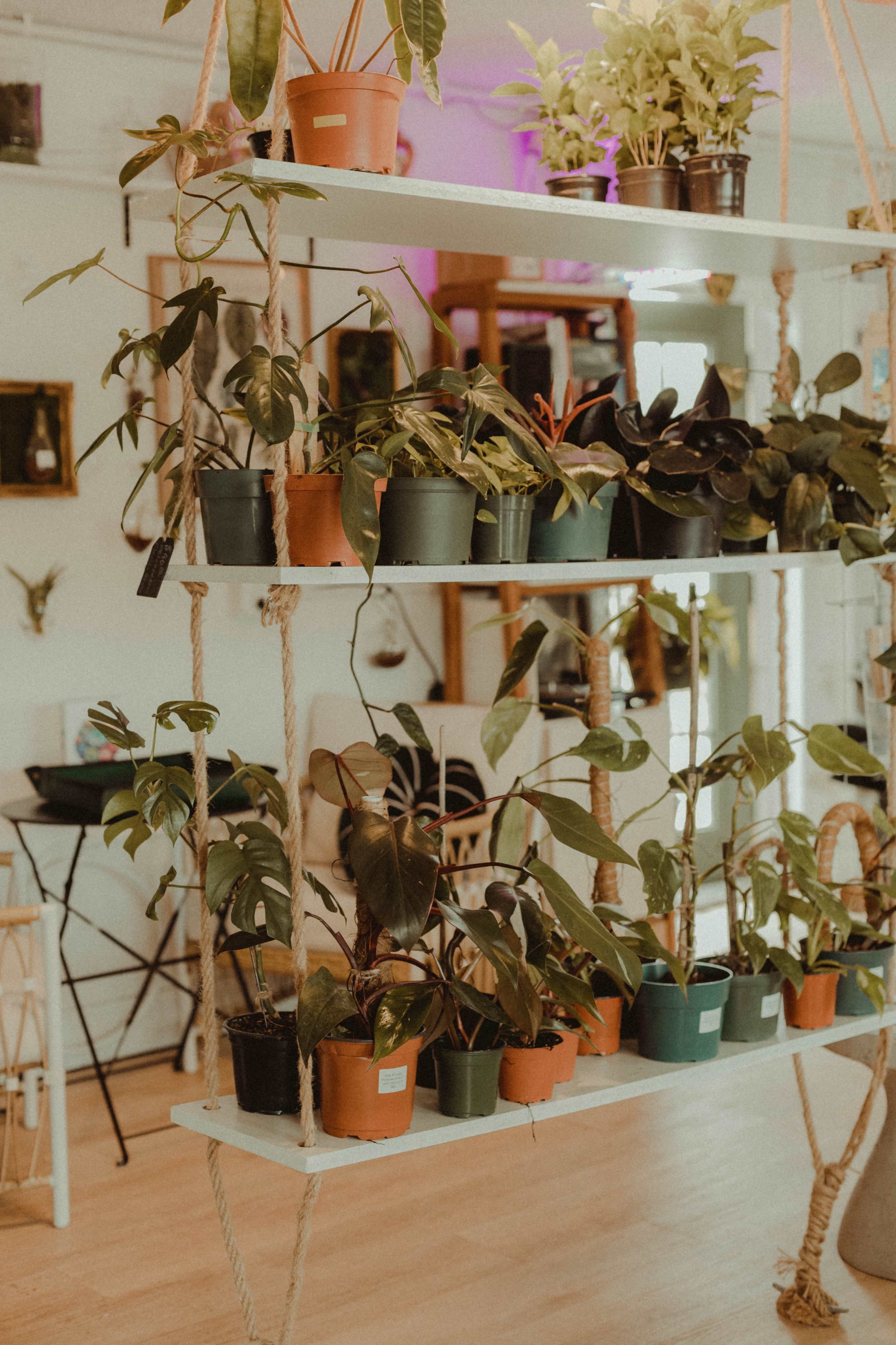 A multi-tiered wooden shelf displays various potted plants in a brightly lit indoor space.