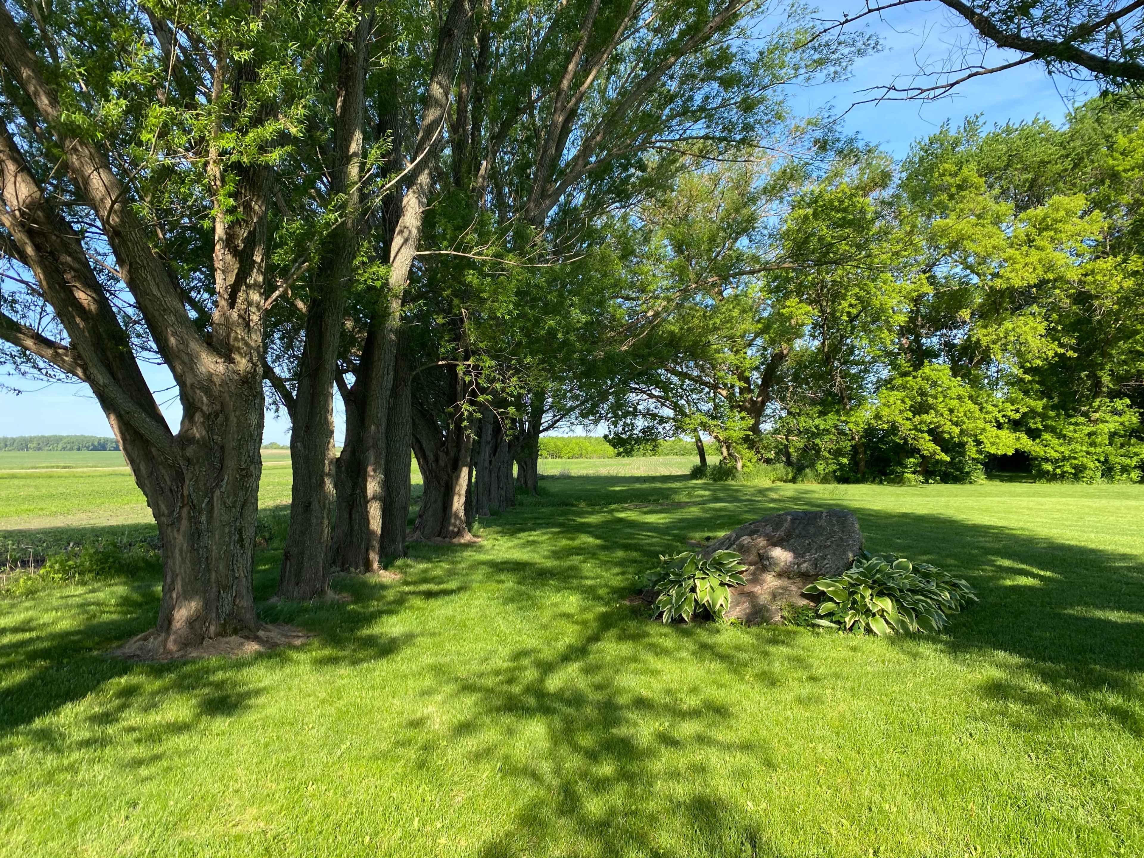 A row of trees lines a grassy area next to a field, with a large rock and some plants situated nearby.