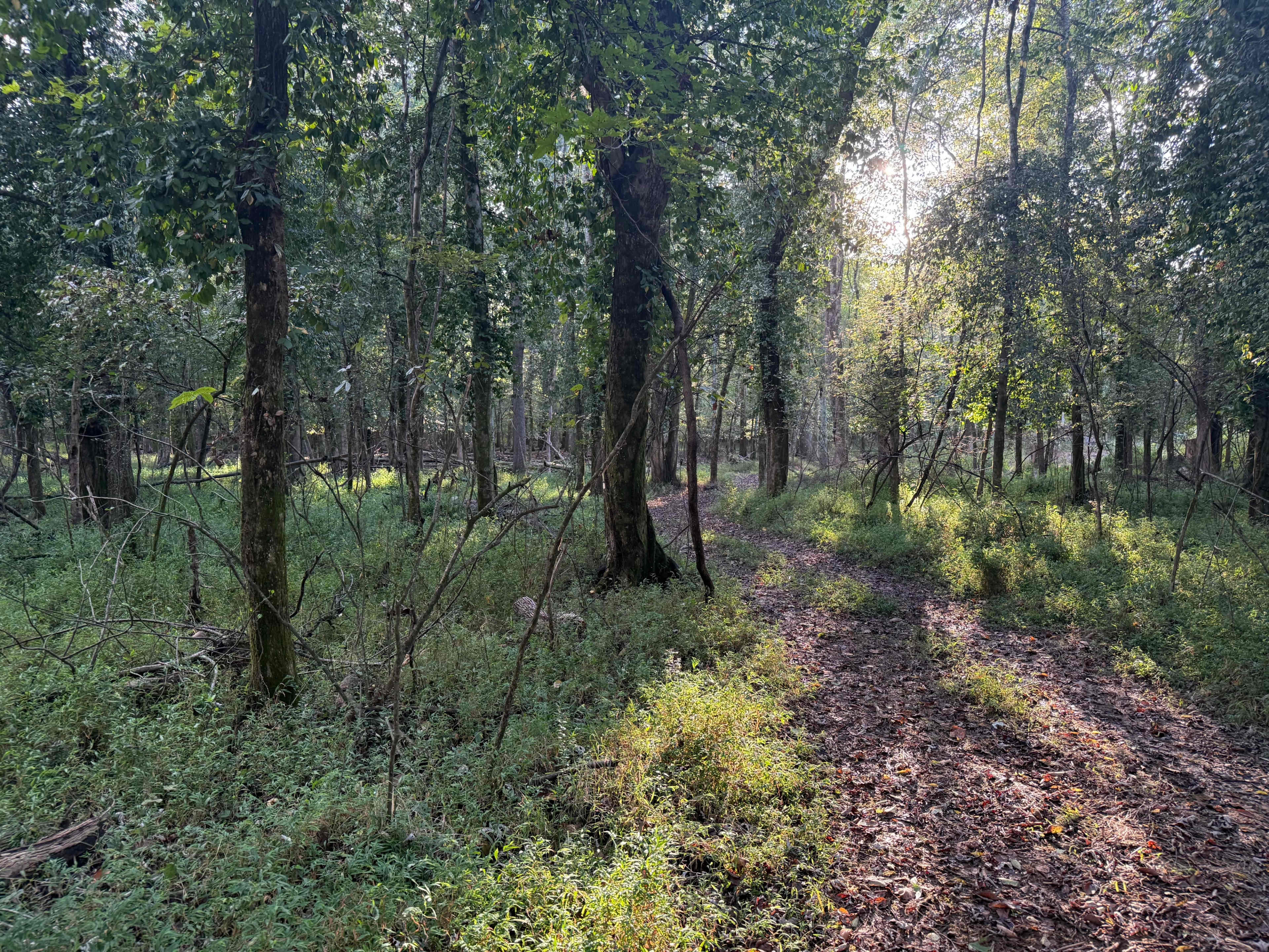 The image shows a winding dirt path through a dense forest, with sunlight filtering through the trees and illuminating the greenery.