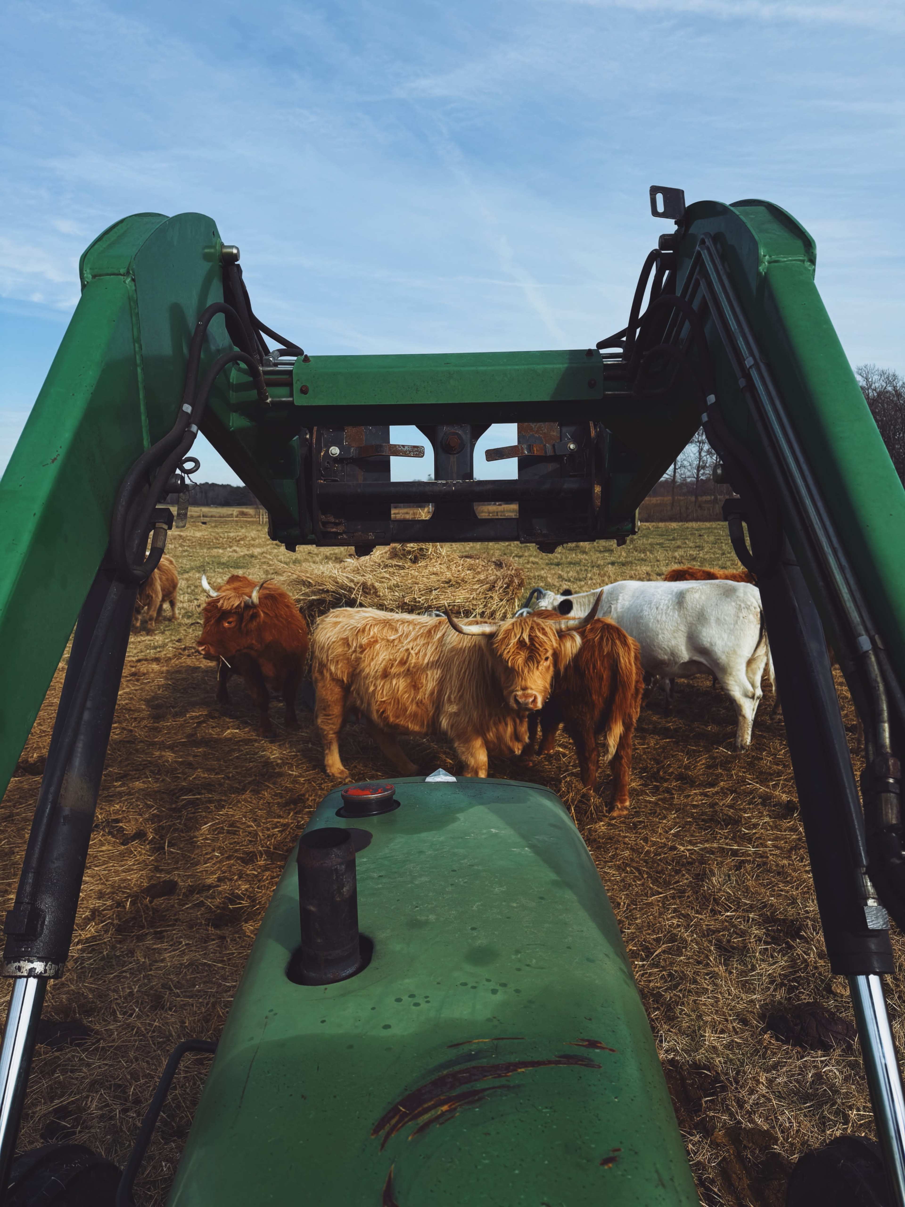 The image shows a view from the driver's seat of a tractor, looking out towards a group of cows in a field.