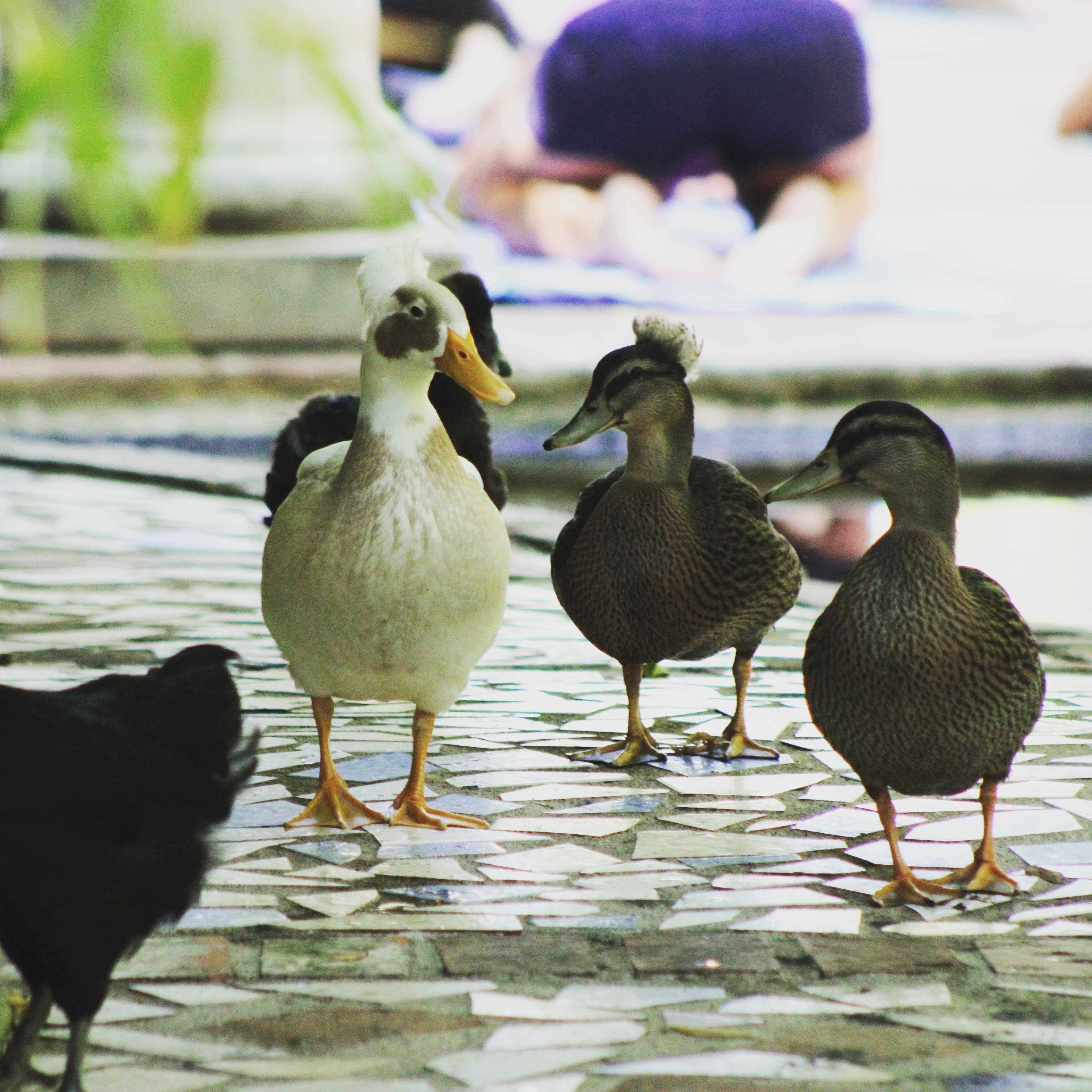 A group of ducks stands on a patterned stone surface near a body of water, with a blurred figure in the background.