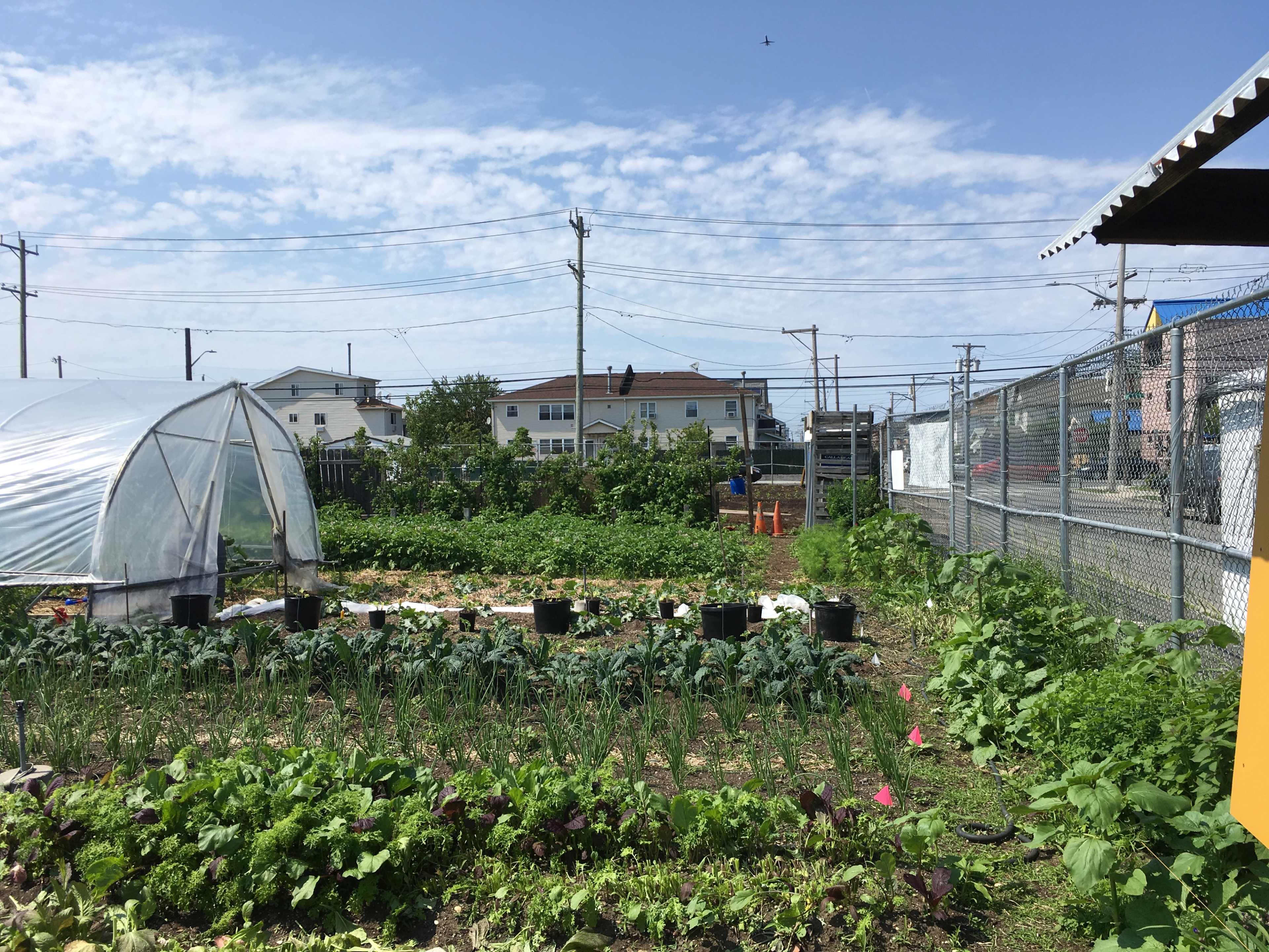 A community garden with rows of vegetables, a greenhouse, and residential buildings in the background under a clear blue sky.