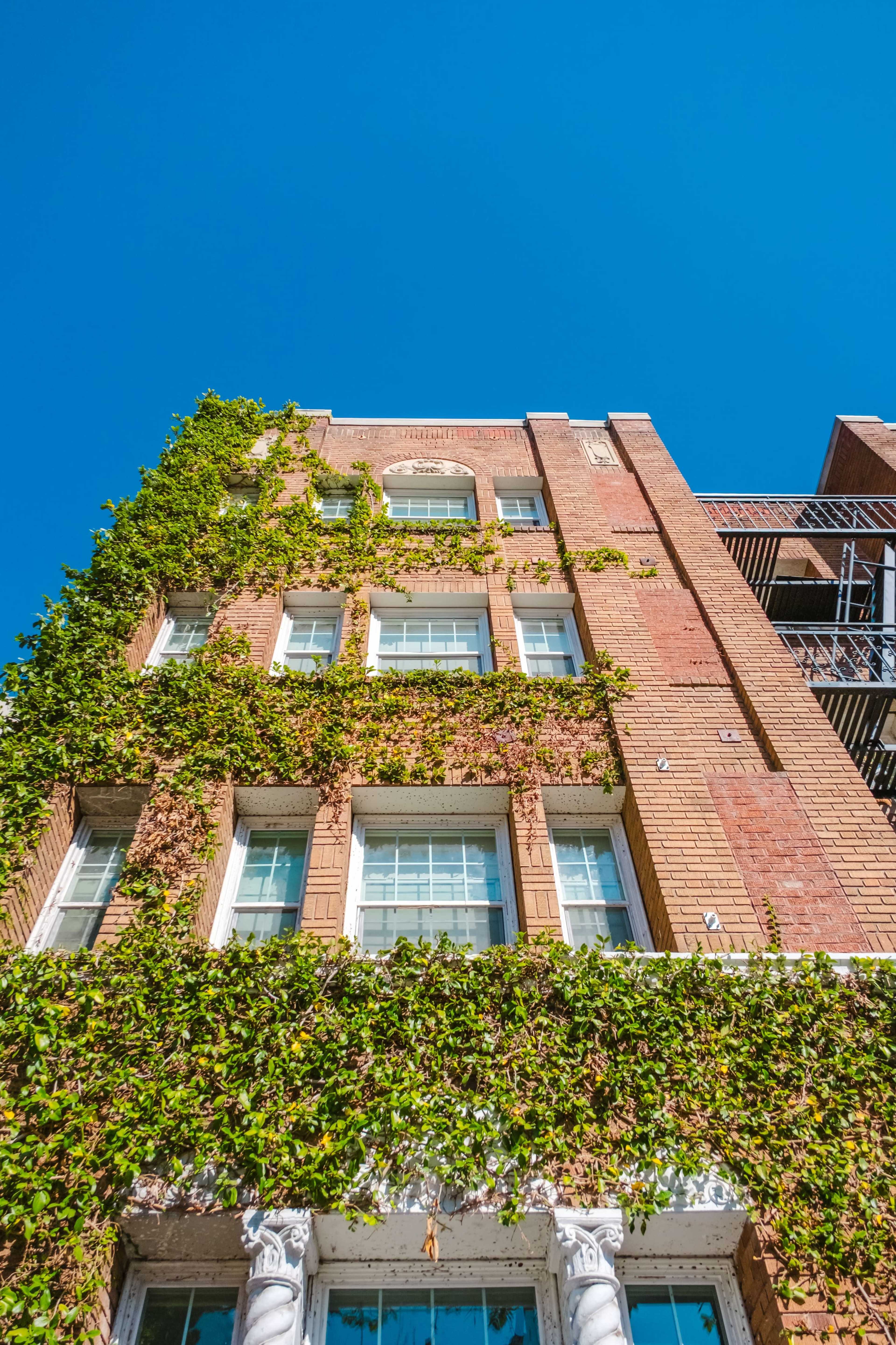 A brick building is covered with green ivy, showcasing several large windows against a clear blue sky.