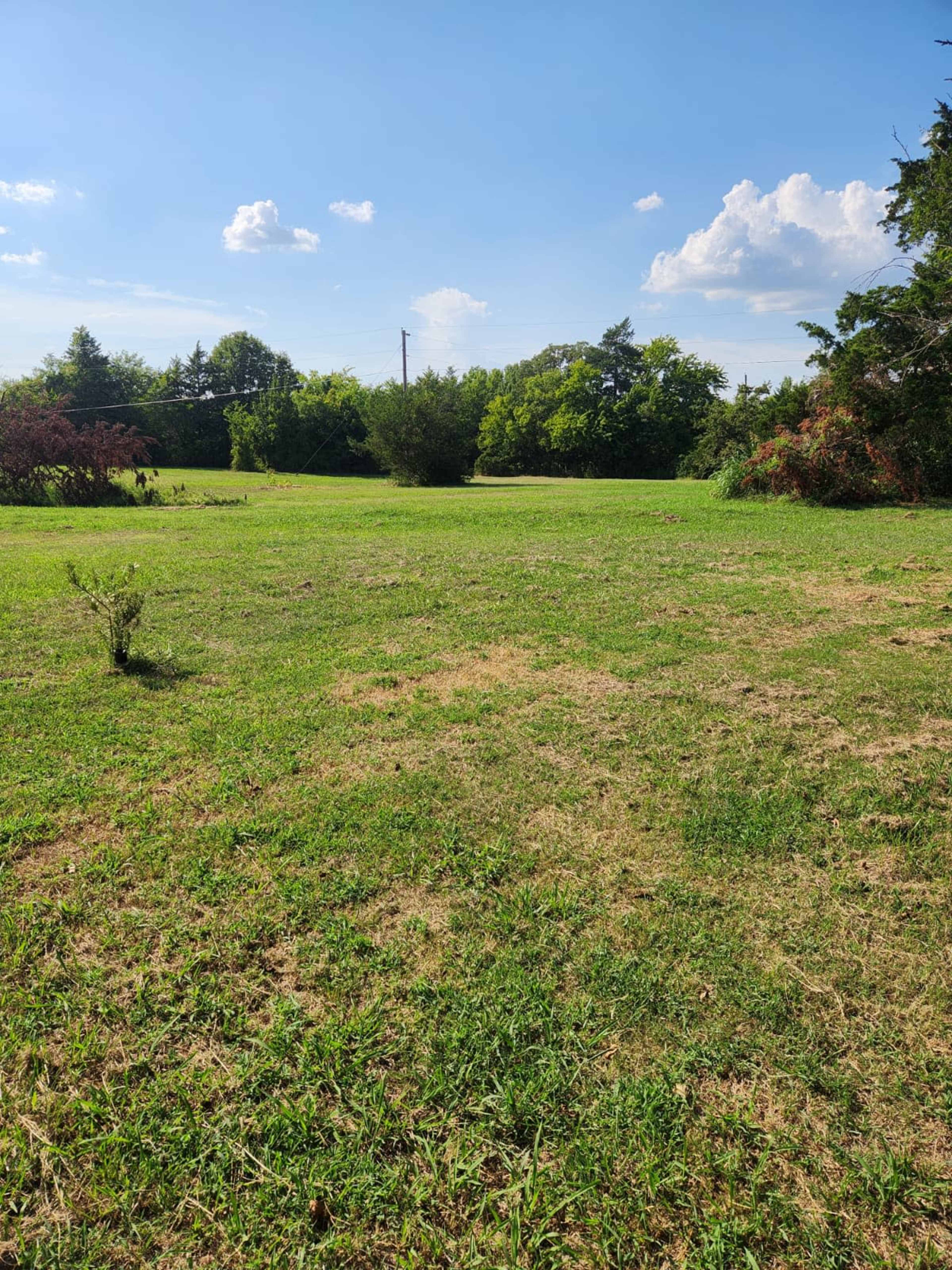 A grassy field extends towards trees under a bright blue sky with a few clouds.
