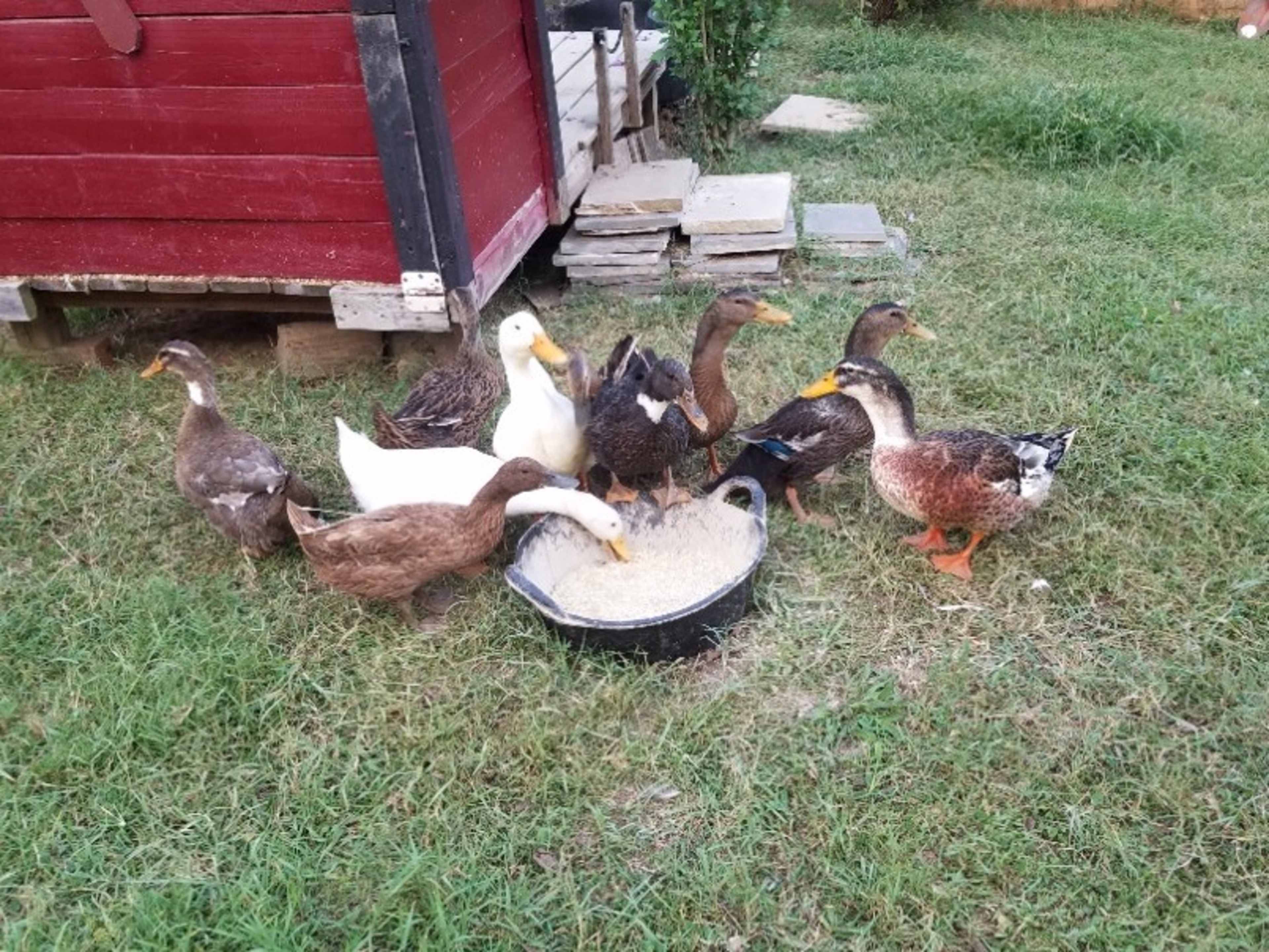 Chickens & Ducks