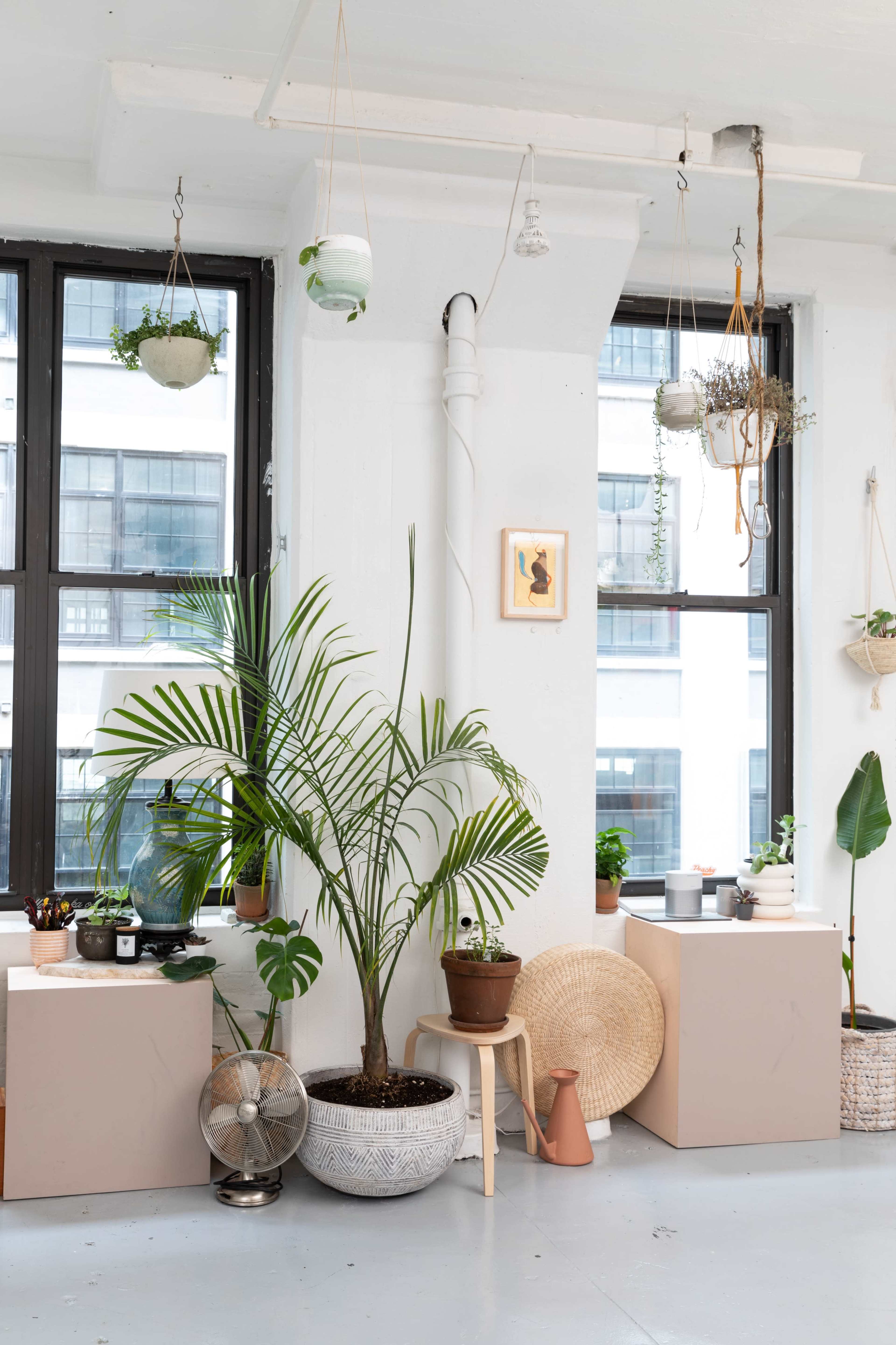 A bright, minimalist room with large windows, featuring potted plants, decorative items, and furniture arranged around a central palm plant.