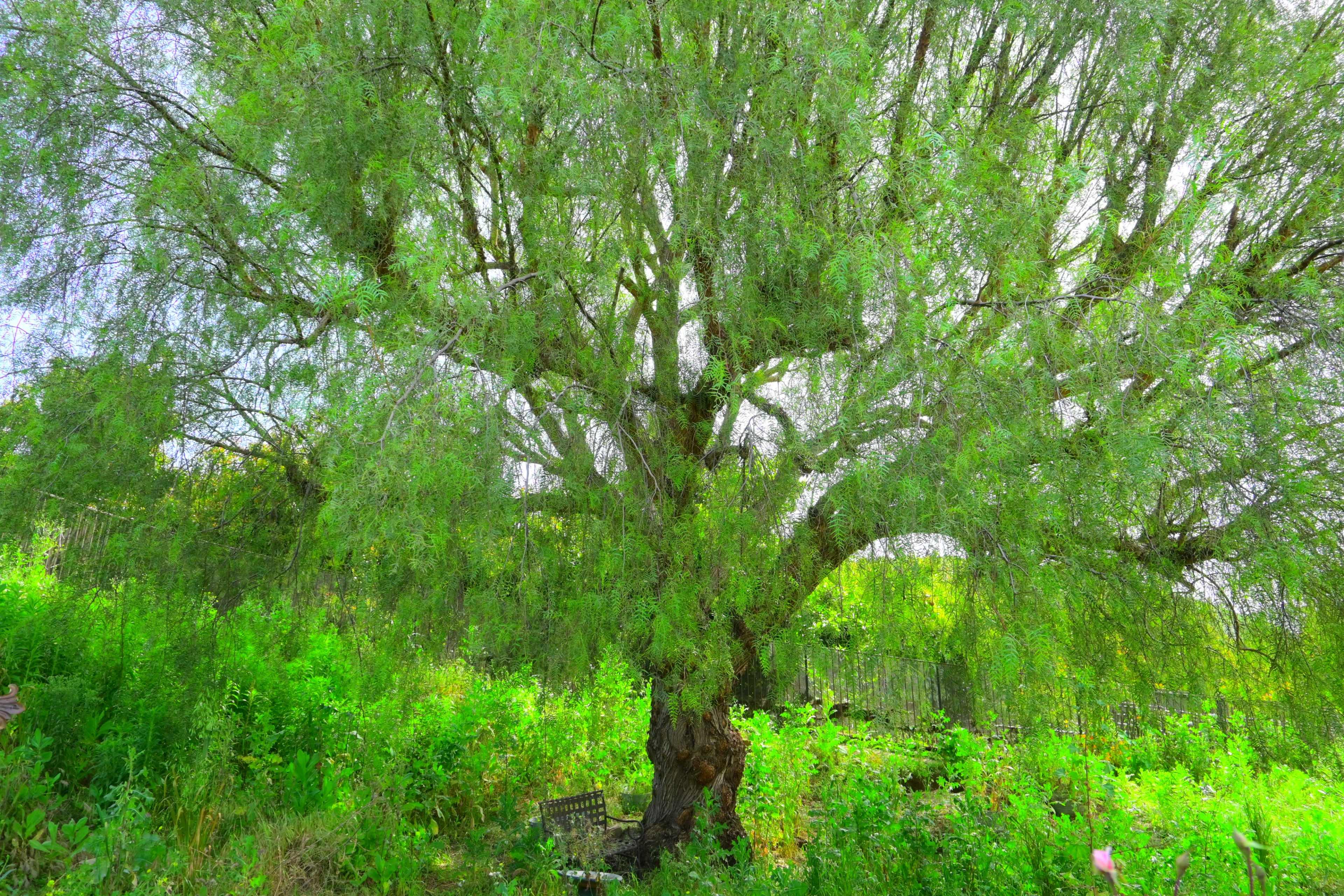 A large, leafy tree stands in a green space surrounded by lush vegetation and a discarded shopping cart partially obscured by plants.