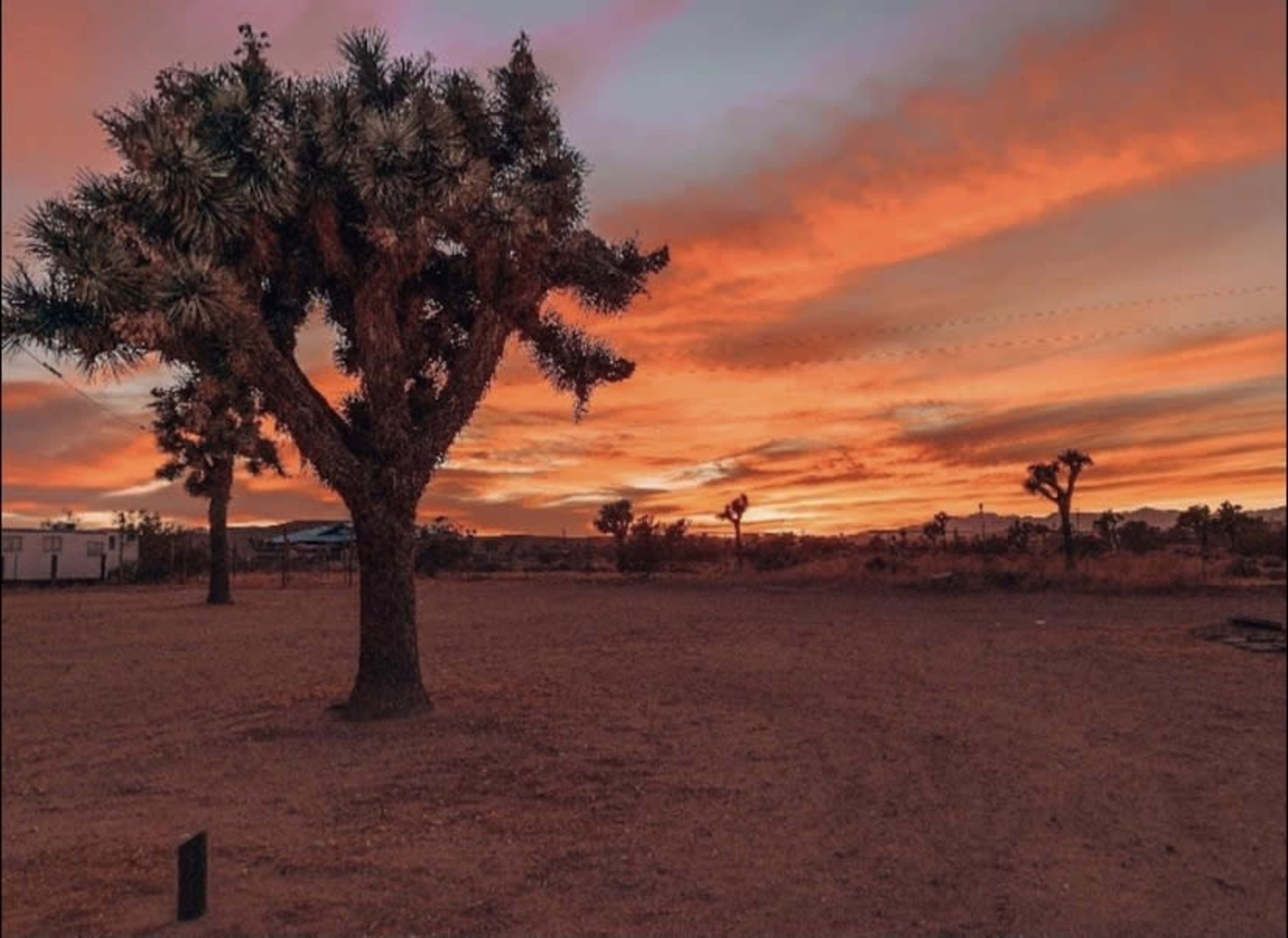 A silhouetted Joshua tree stands against a colorful sunset sky in a desert landscape.