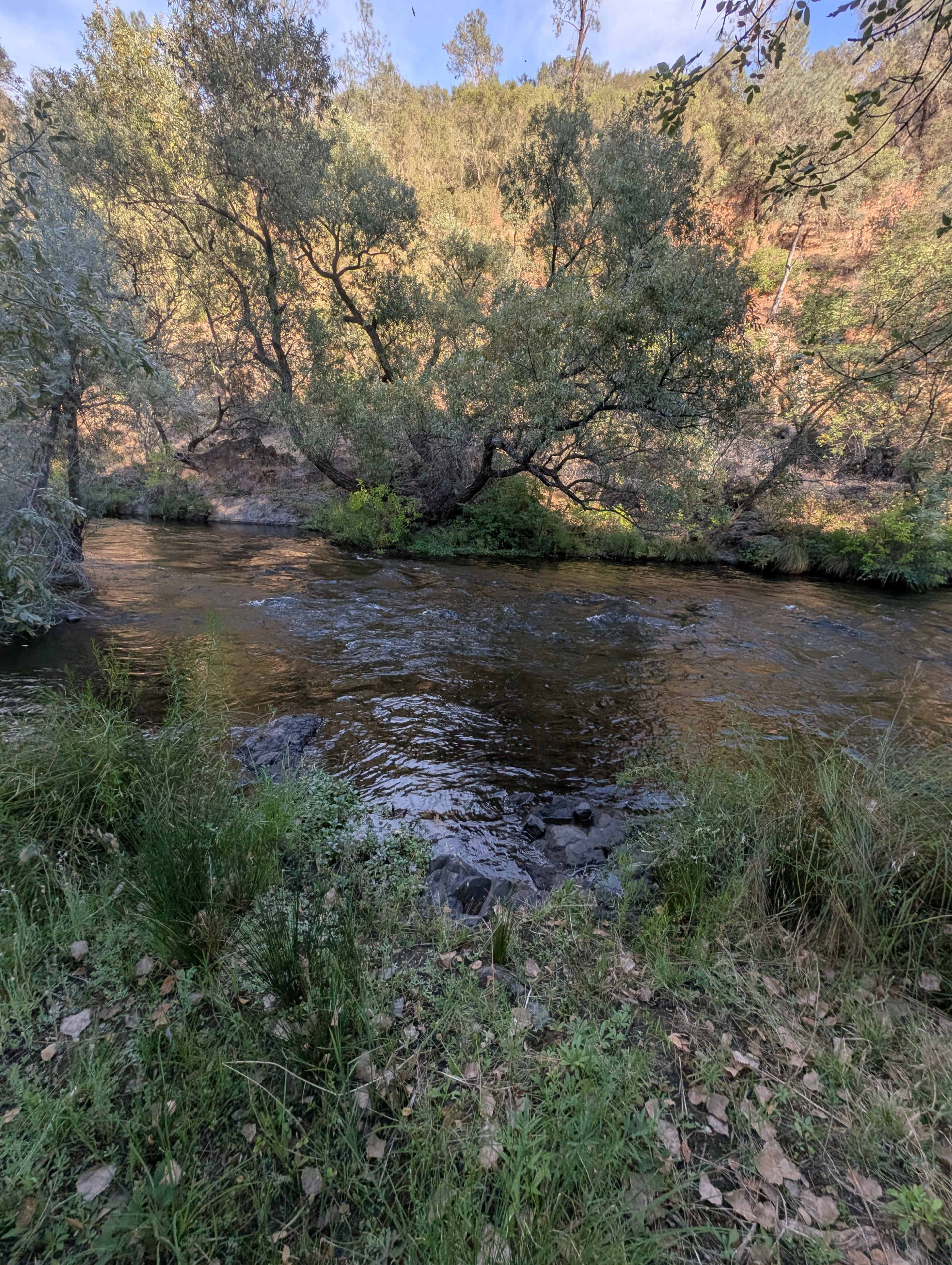 A tranquil river flows through a wooded area, bordered by greenery and overhanging trees.