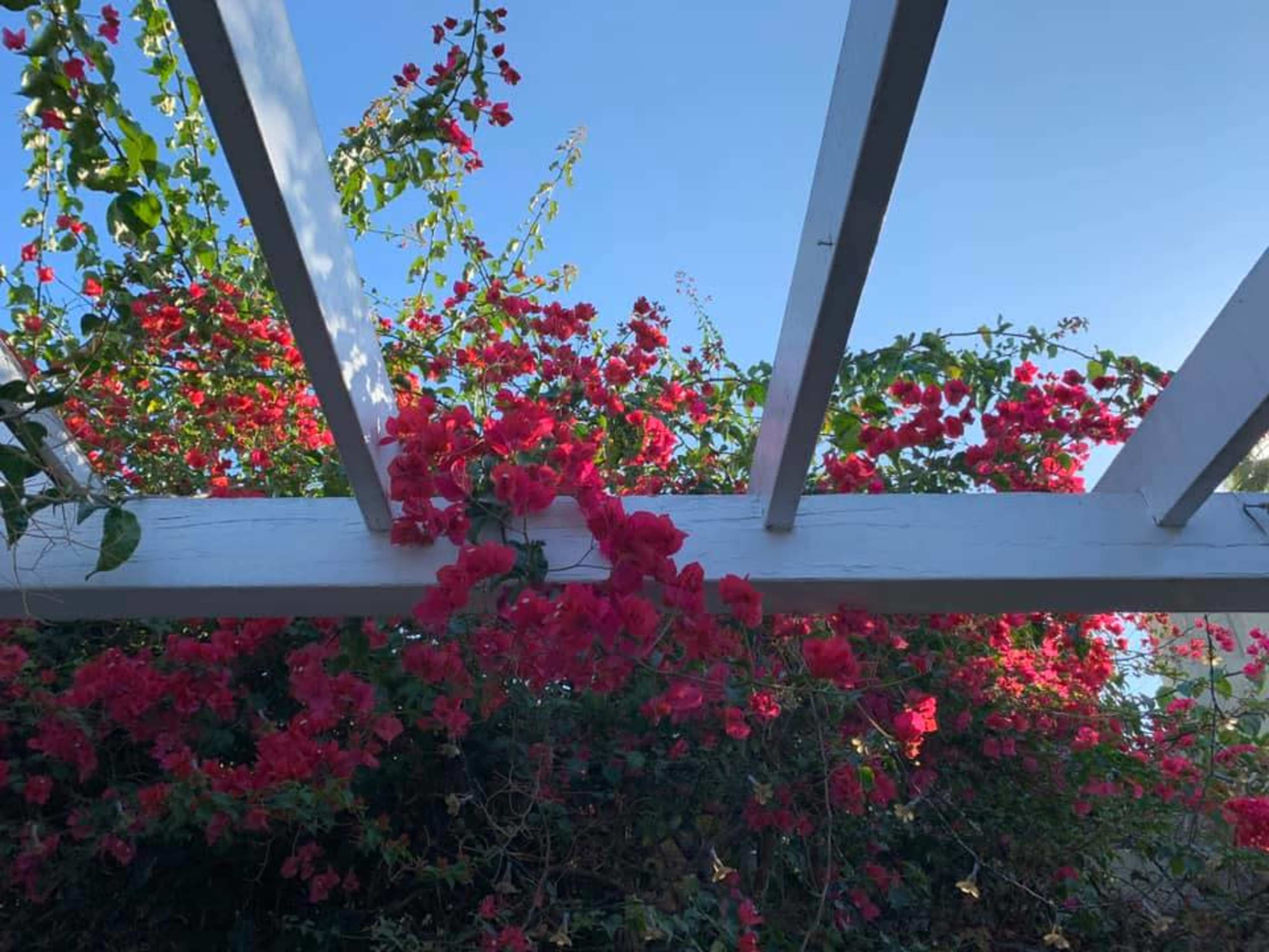 Vibrant bougainvillea flowers blooming around a white wooden pergola under a clear blue sky.