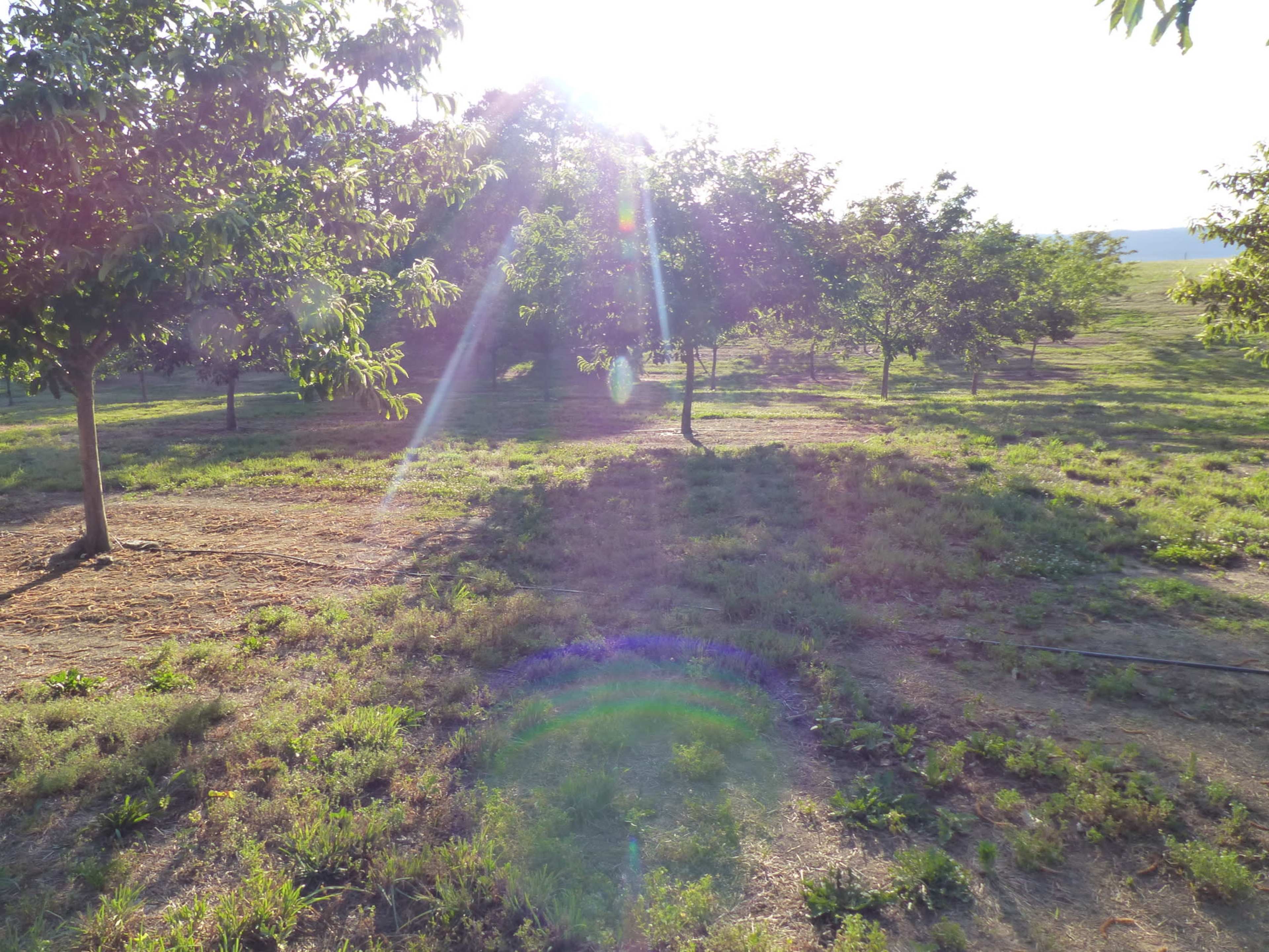Sunlight filters through trees in a grassy field, casting shadows and highlighting the landscape.