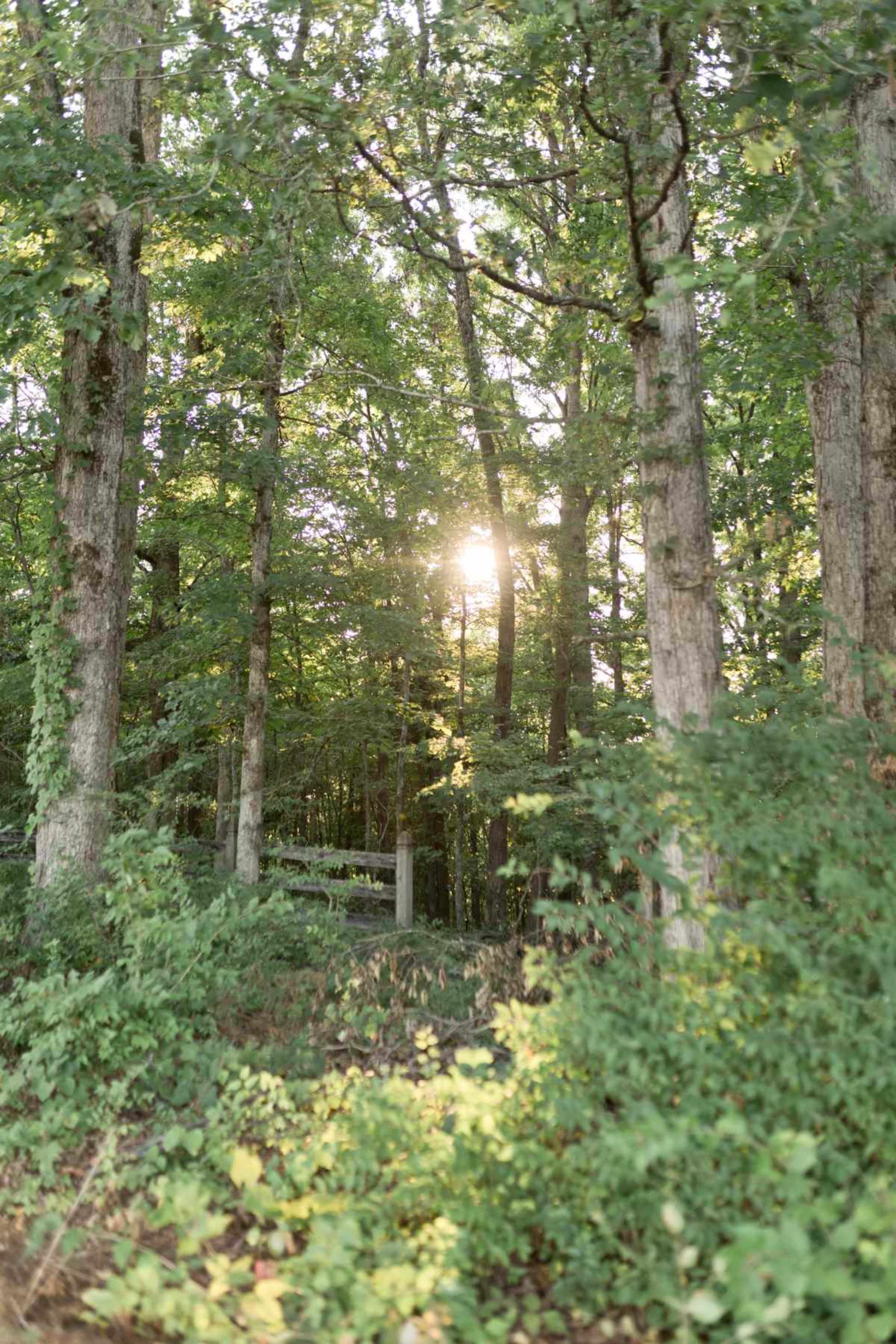 Sunlight filters through the trees in a wooded area, illuminating the lush green foliage.