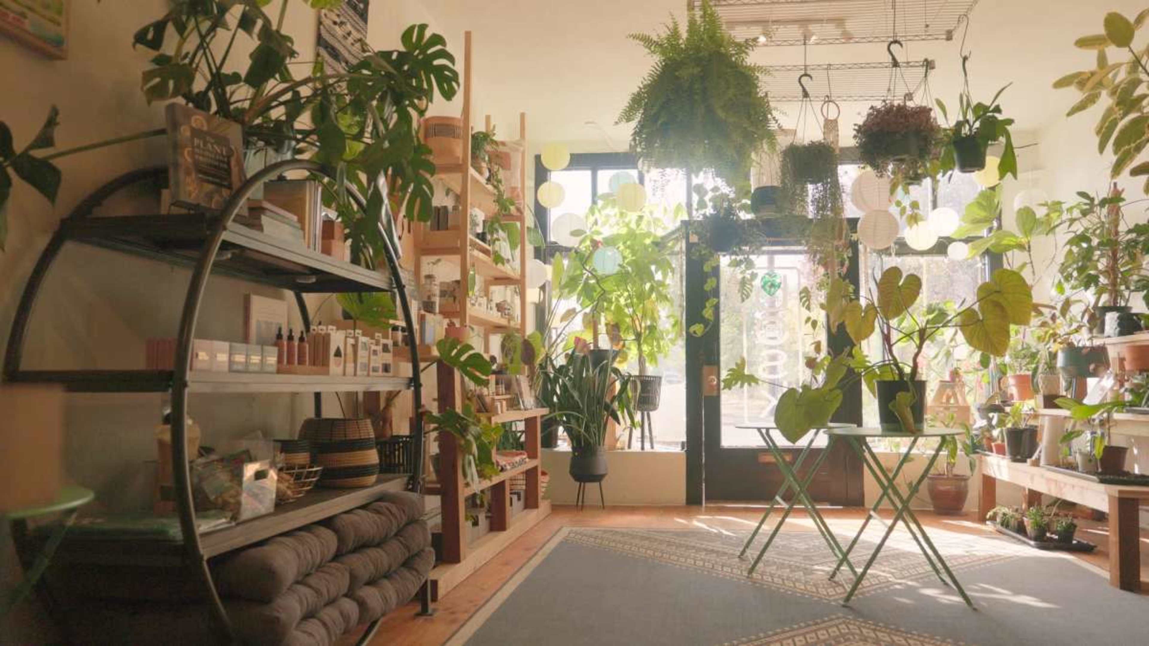 Beautiful light-filled plant shop Image in Northeast Portland, Portland, OR