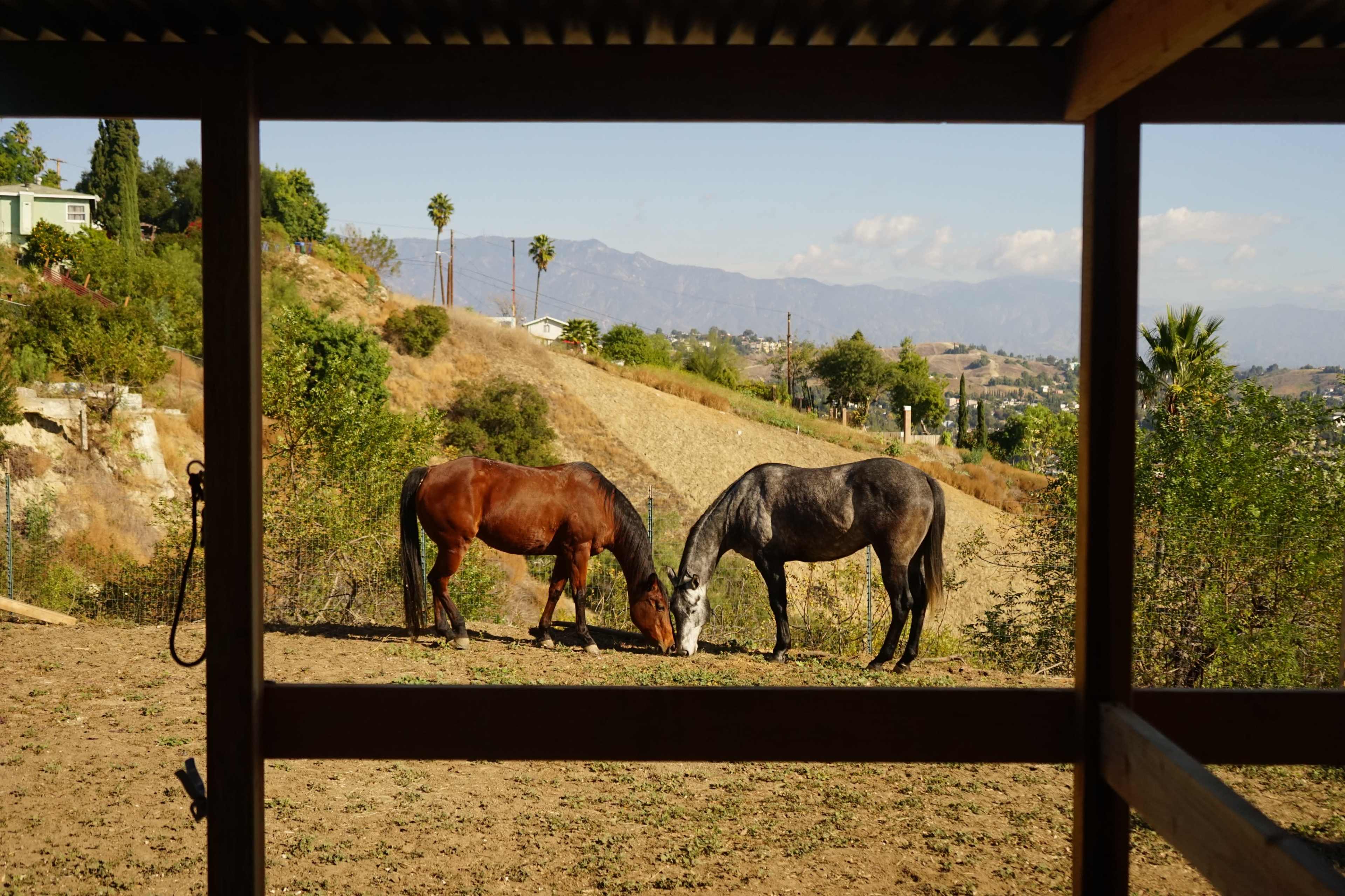 Two horses, one brown and one gray, graze in a grassy area surrounded by hills and distant mountains.