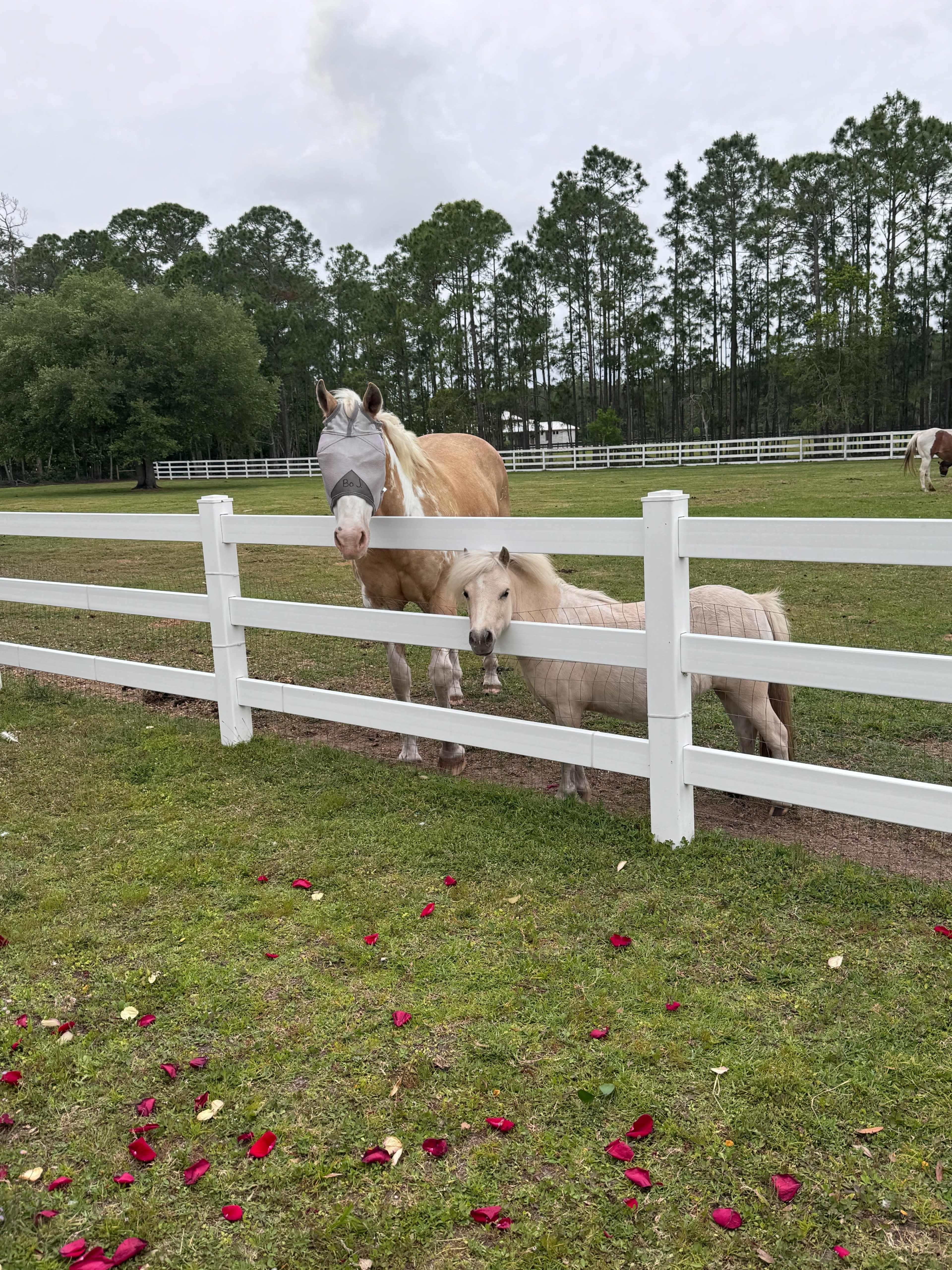 Angel's Animal Sanctuary Image in Spring Forest, New Smyrna Beach, FL