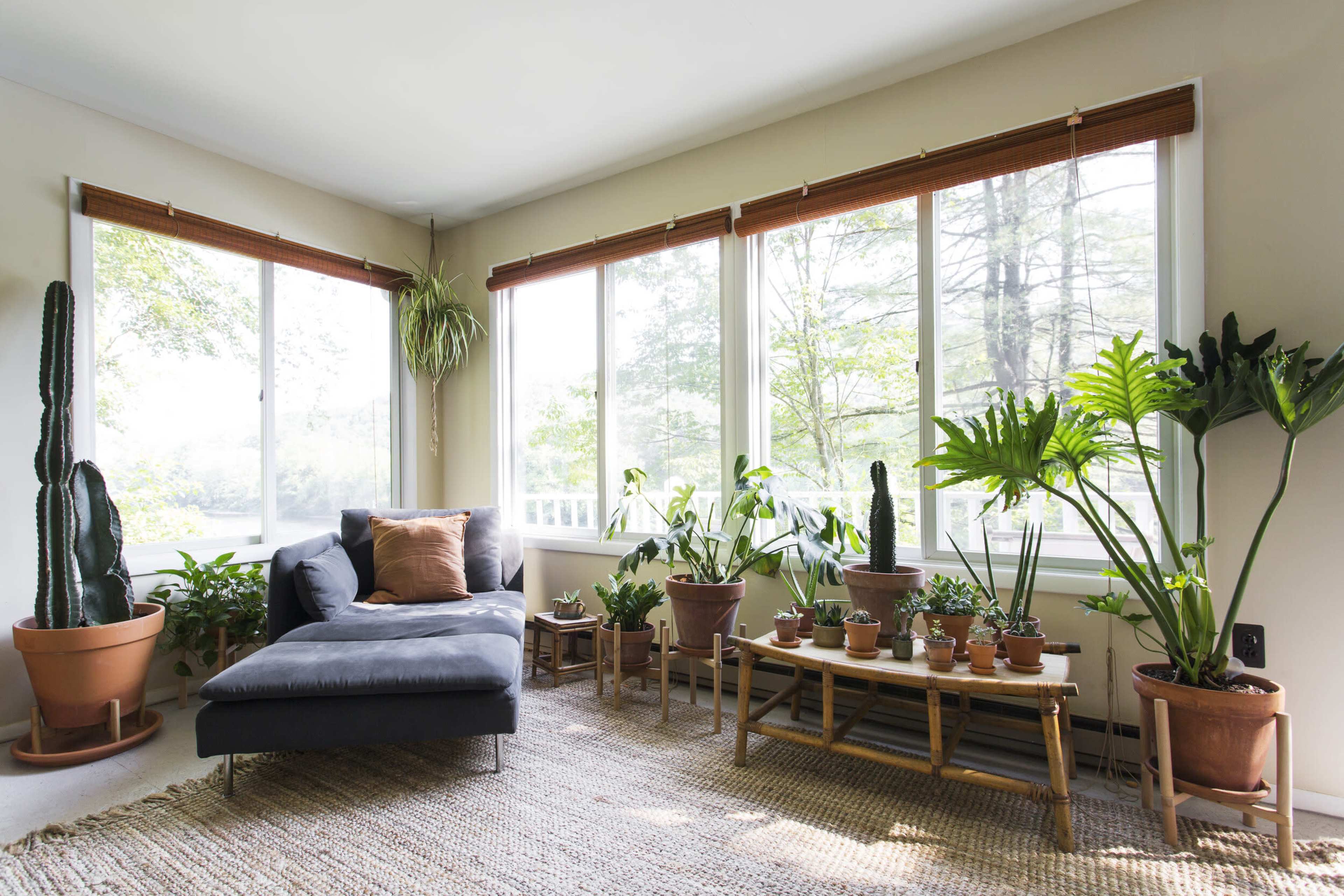 A sunlit room features a gray chaise lounge surrounded by various potted plants and large windows with woven shades.