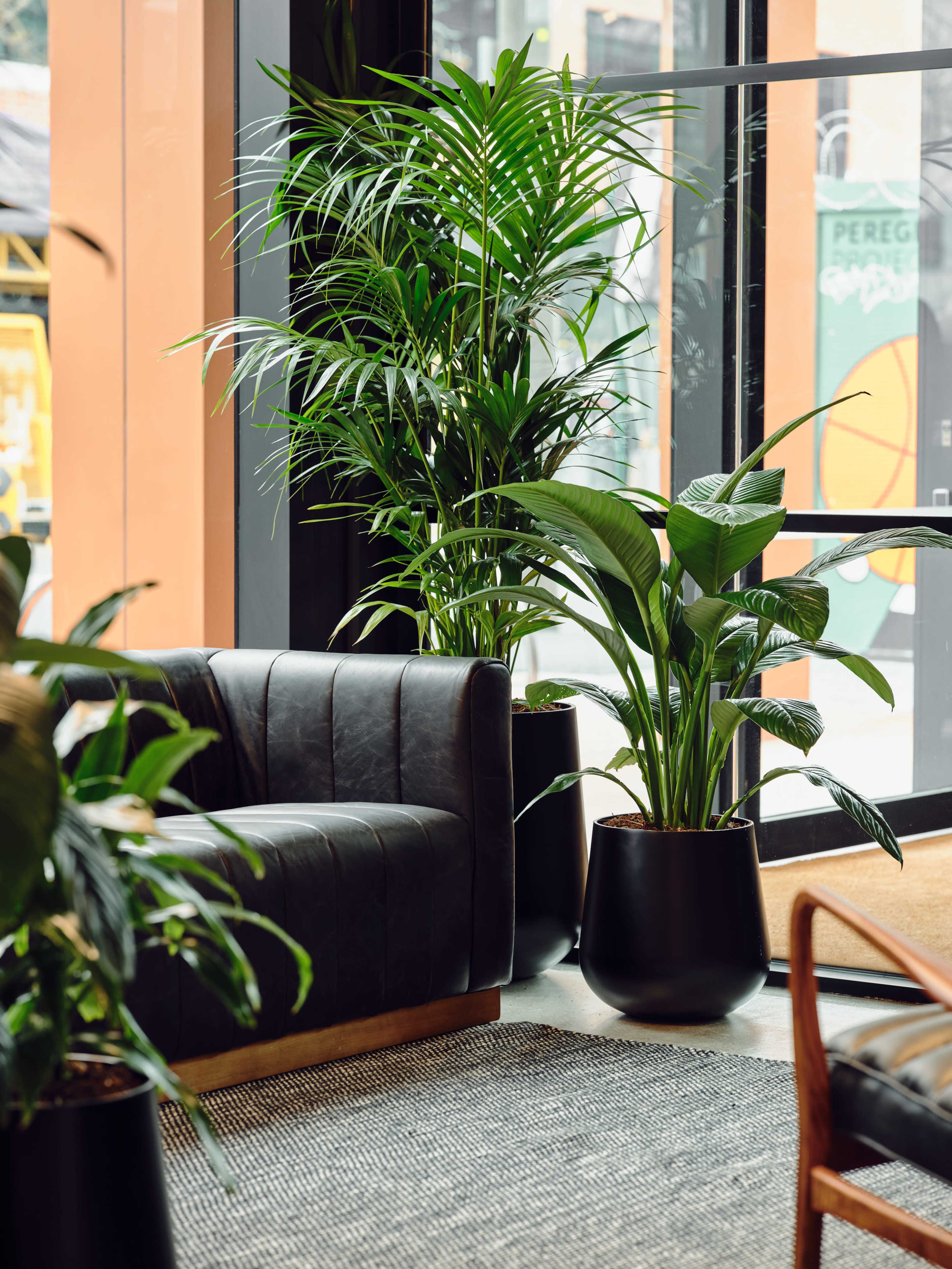 The image shows a modern indoor seating area with a black leather sofa and several large potted plants near a large window.