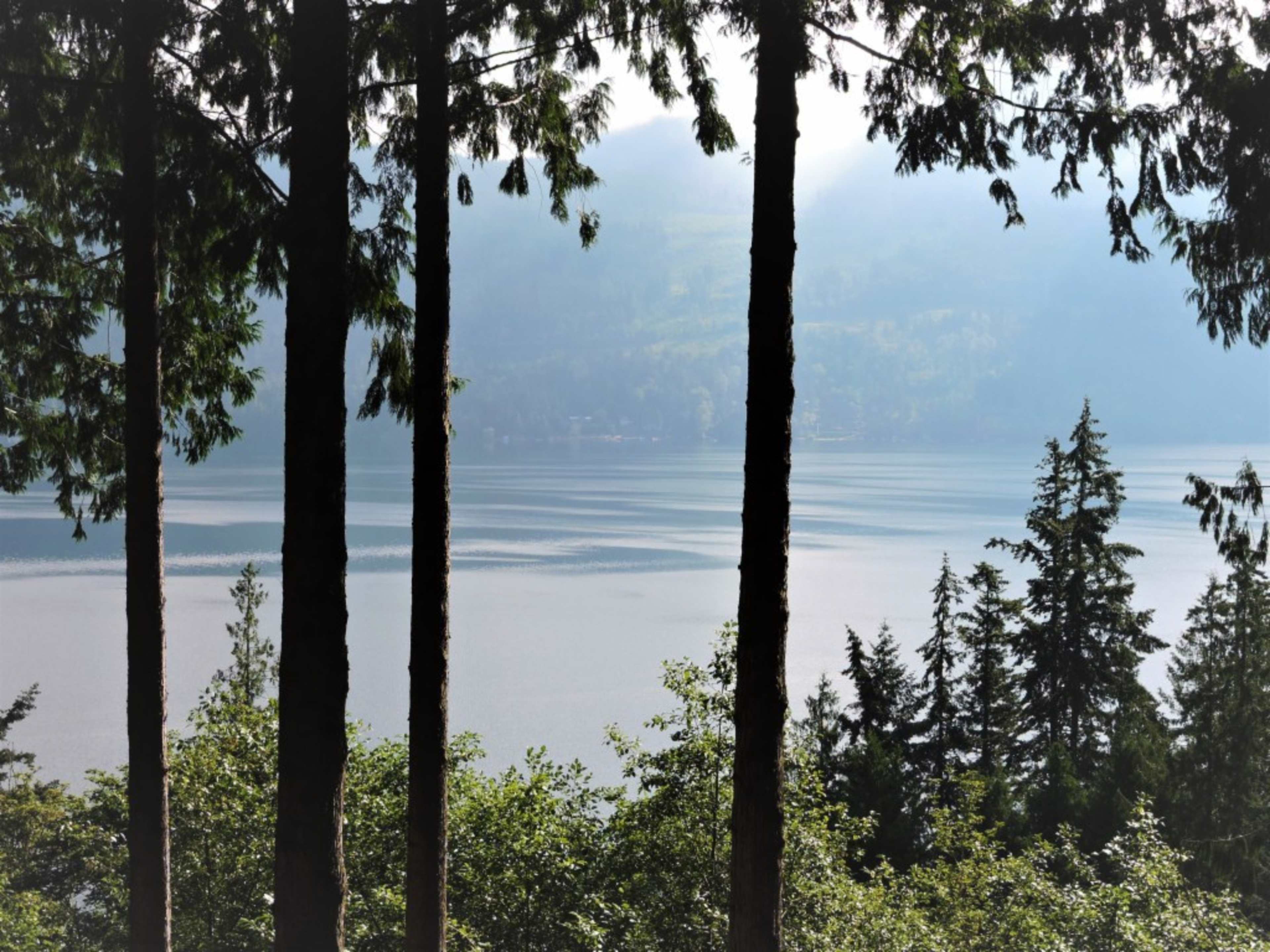 Tall trees frame a calm lake with gentle ripples reflecting the surrounding landscape.