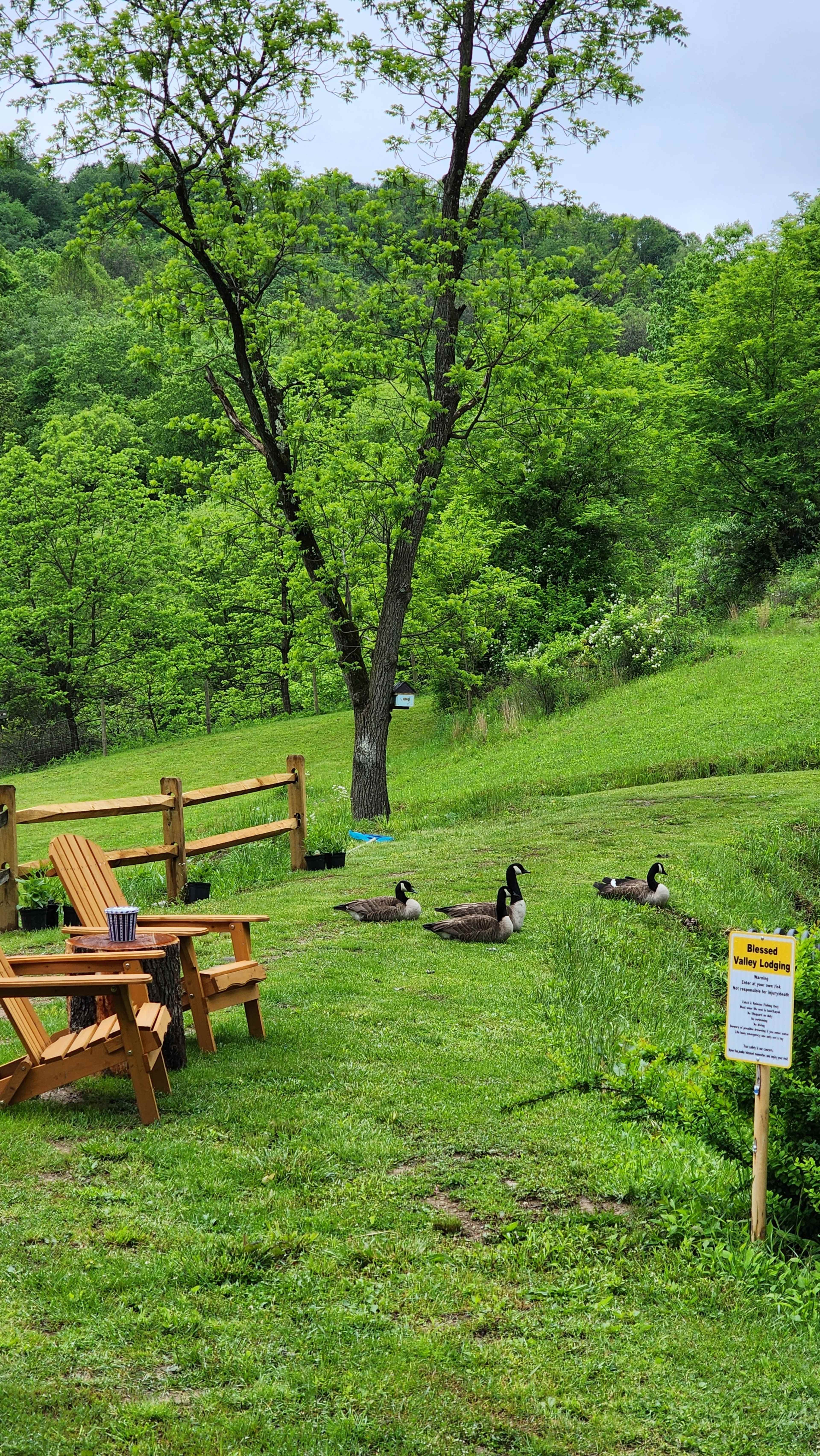 A group of ducks is resting on the grass near a wooden chair in a green, tree-lined area.