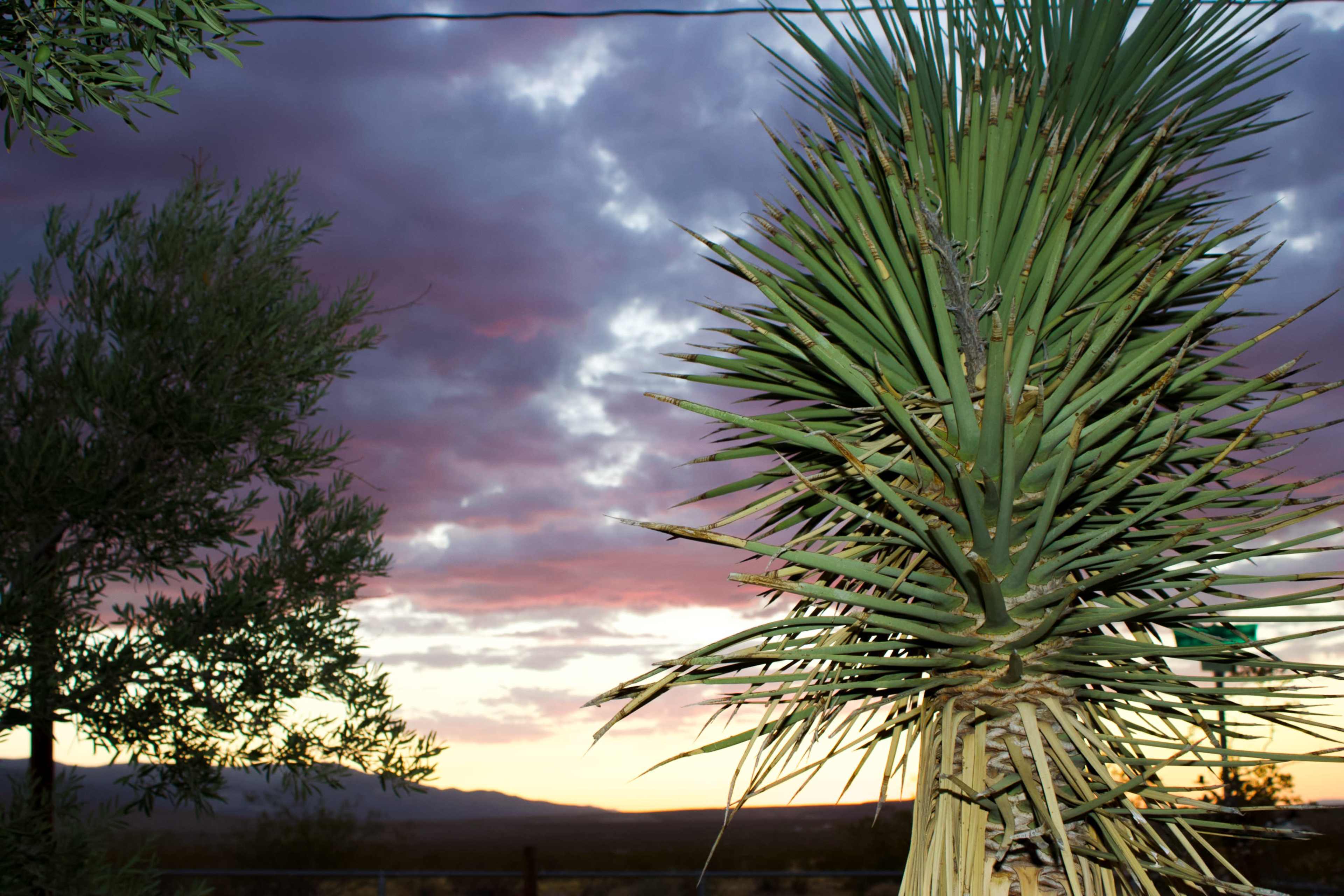 Desert Ranch with Mountain Views Image in , Johnson Valley, CA