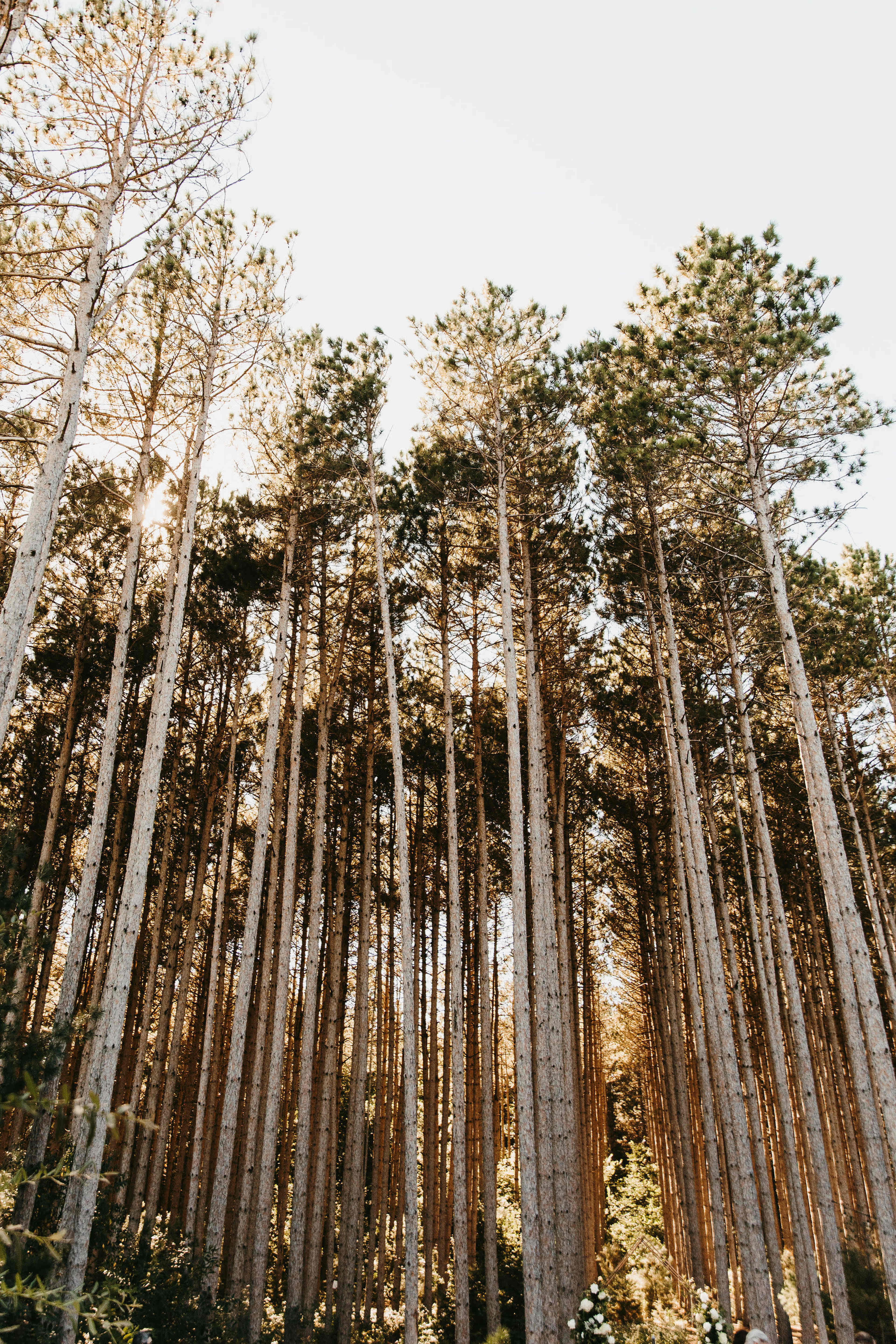 Tall pine trees rise vertically in a dense forest under a clear sky.