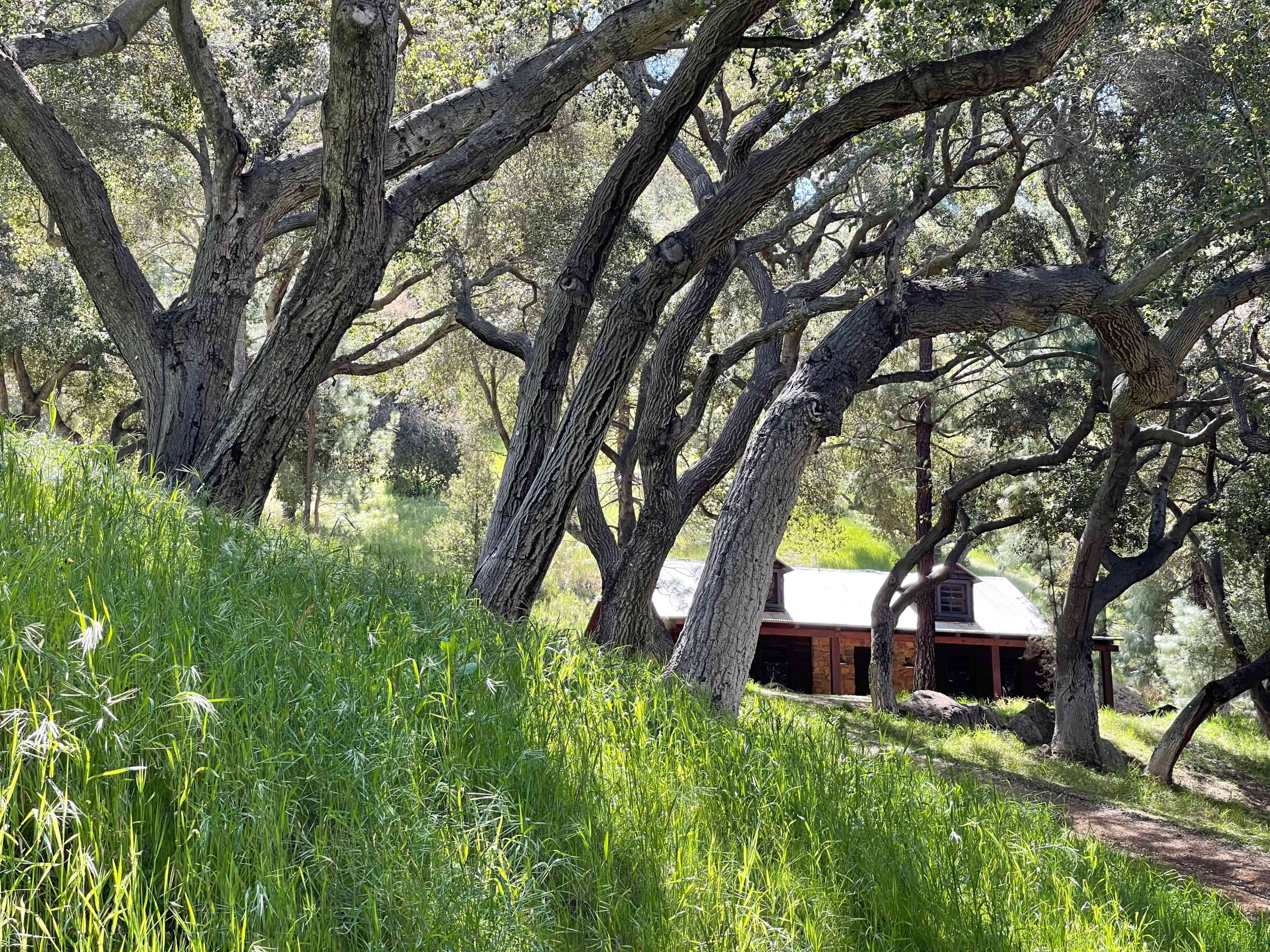 A rustic cabin sits among twisted oak trees, surrounded by lush green grass on a hillside.