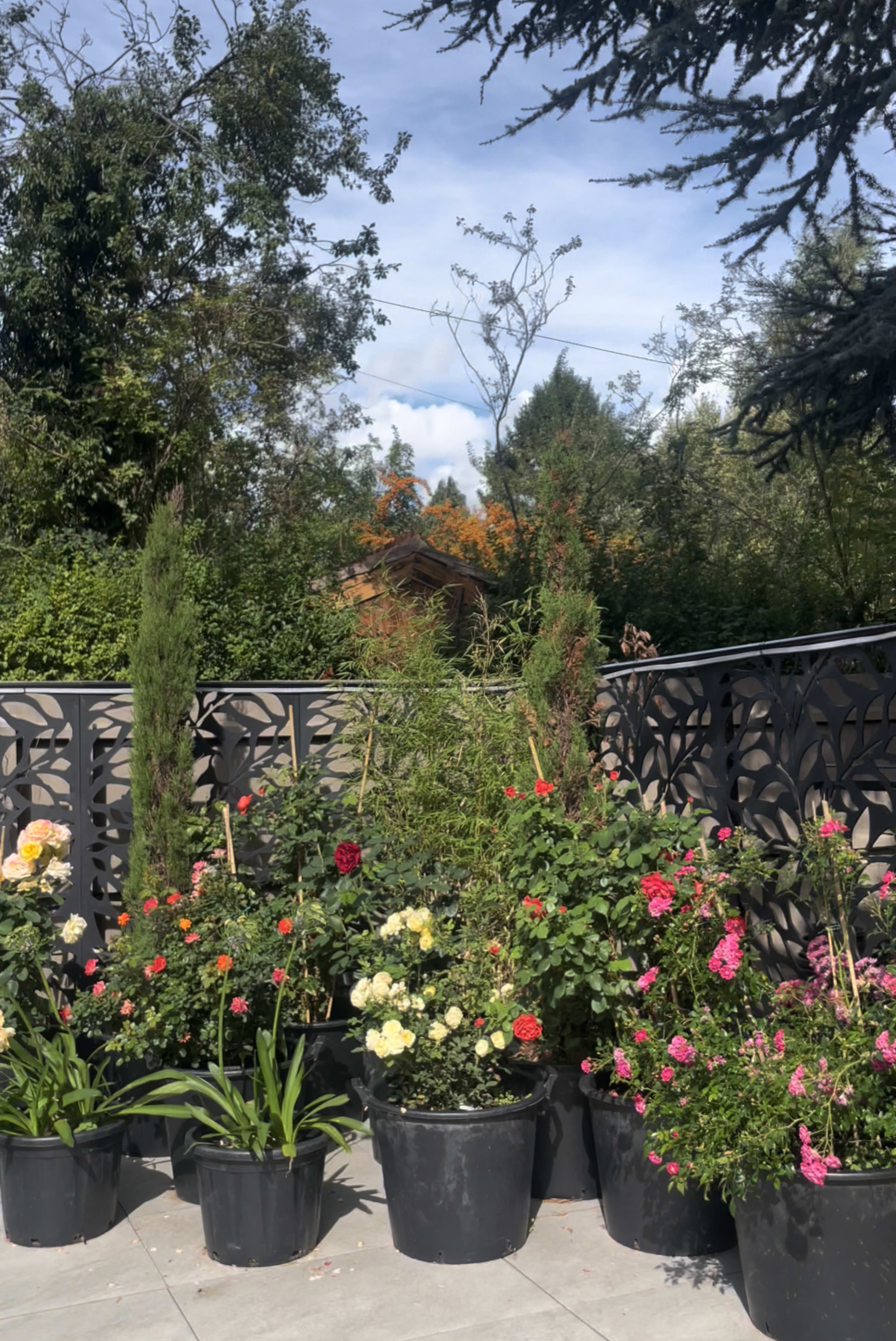 A collection of potted flowering plants in black containers is arranged on a patio with a backdrop of trees and a distant wooden structure.