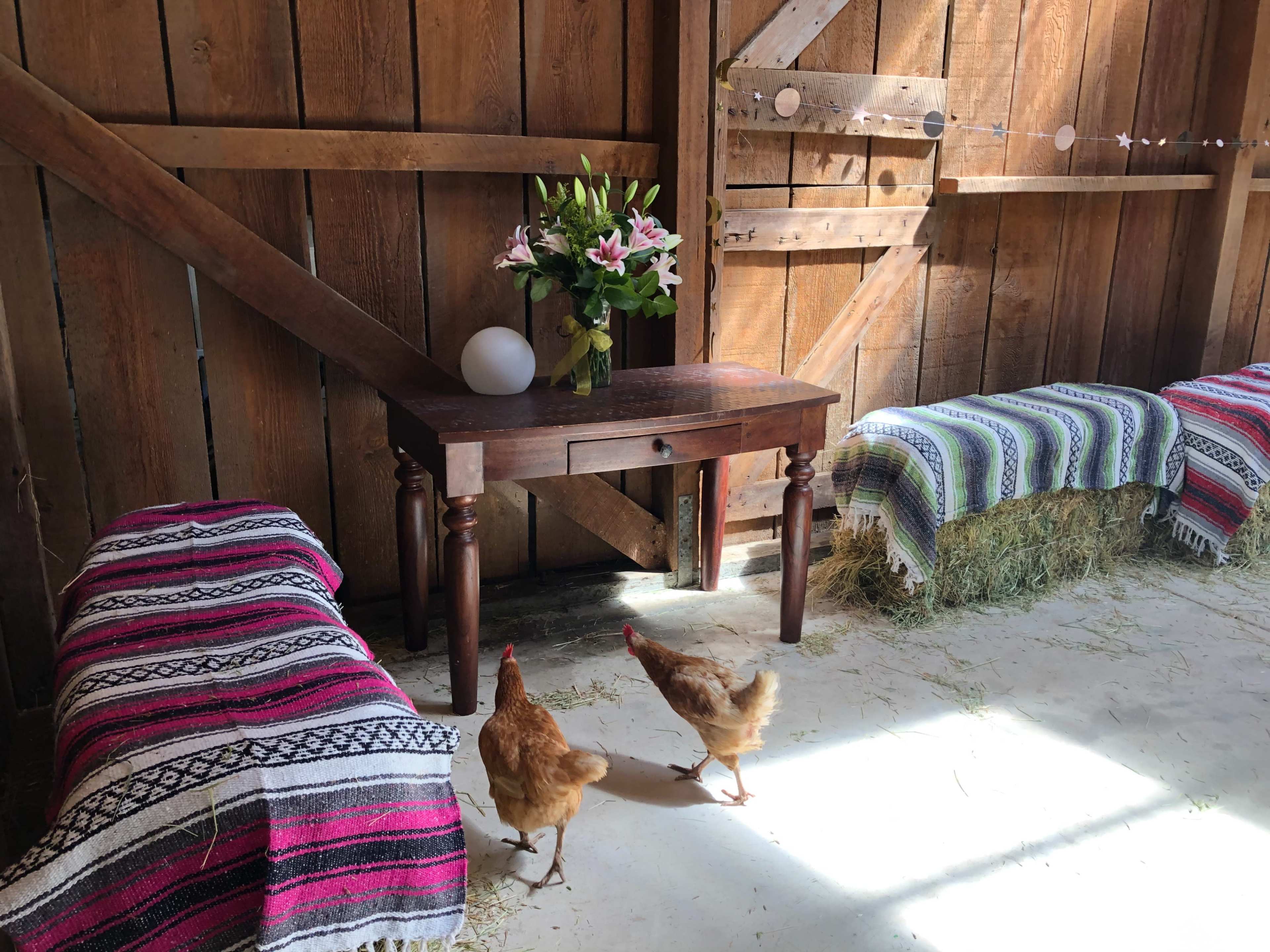 A wooden table with a vase of flowers and an egg sits in a barn, while two chickens walk on the floor beside hay bales covered with colorful blankets.