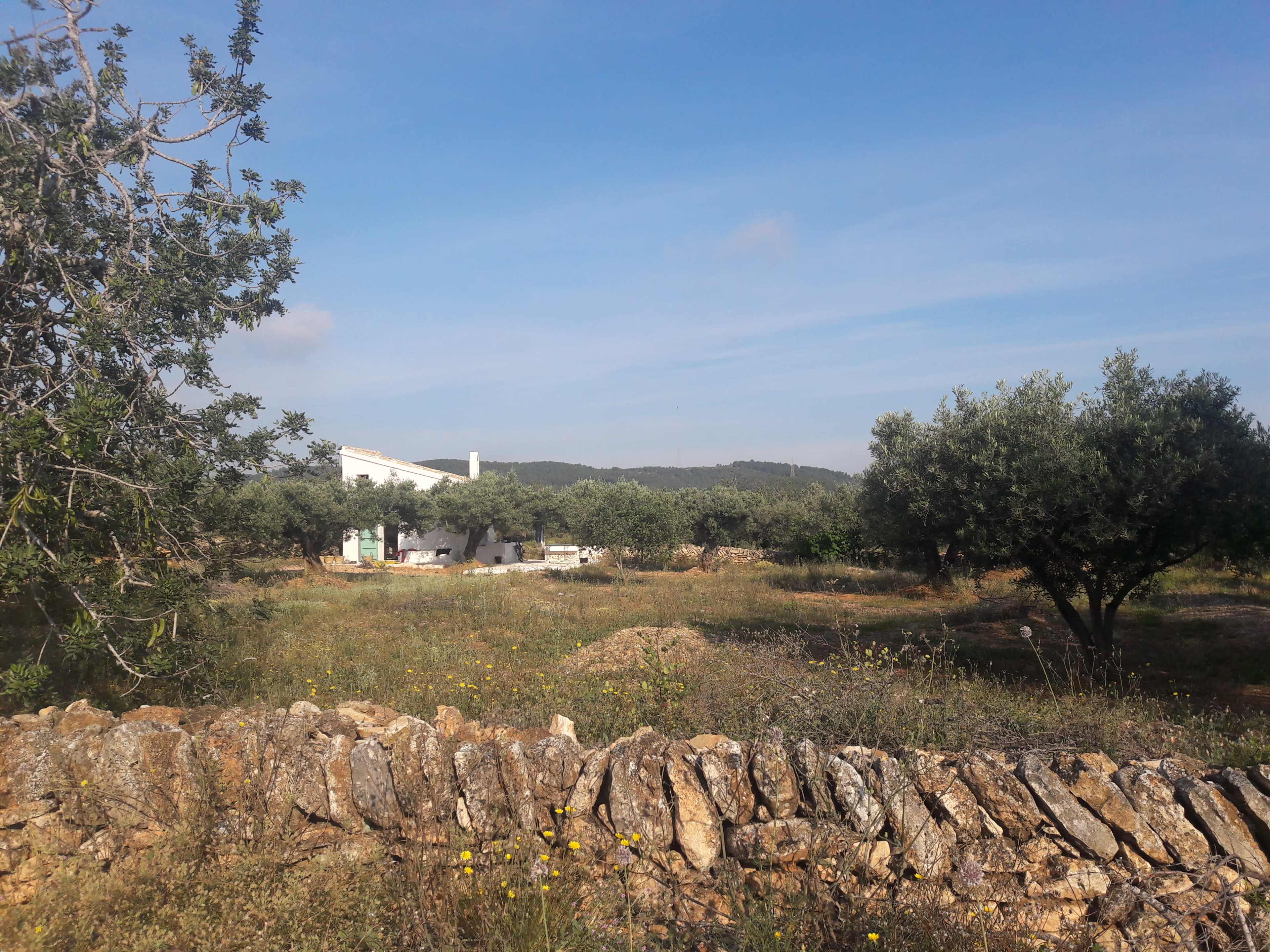 A stone wall borders a field with olive trees and a white building in the background under a clear sky.