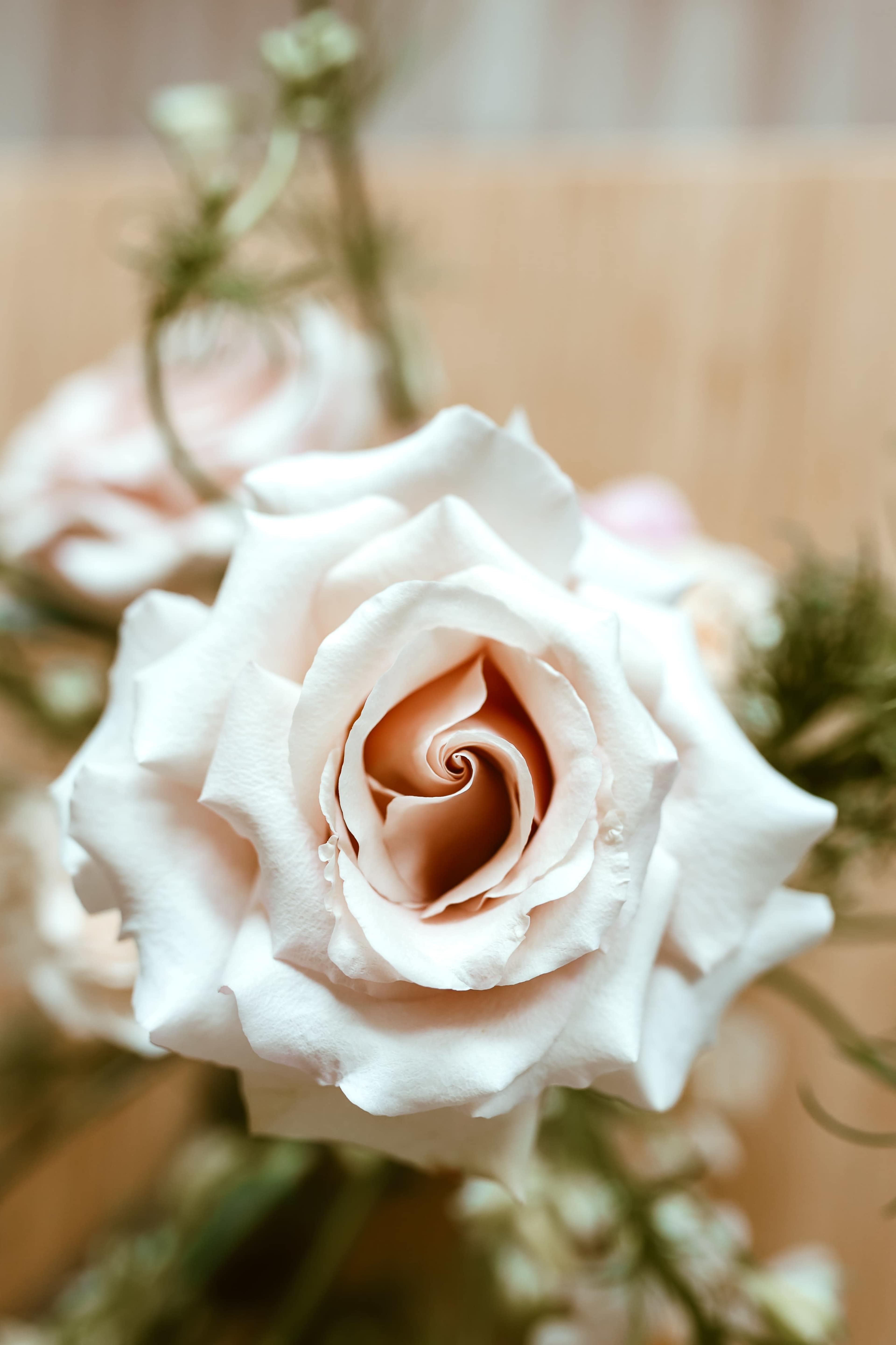 A close-up of a pale rose with tightly curled petals at the center.