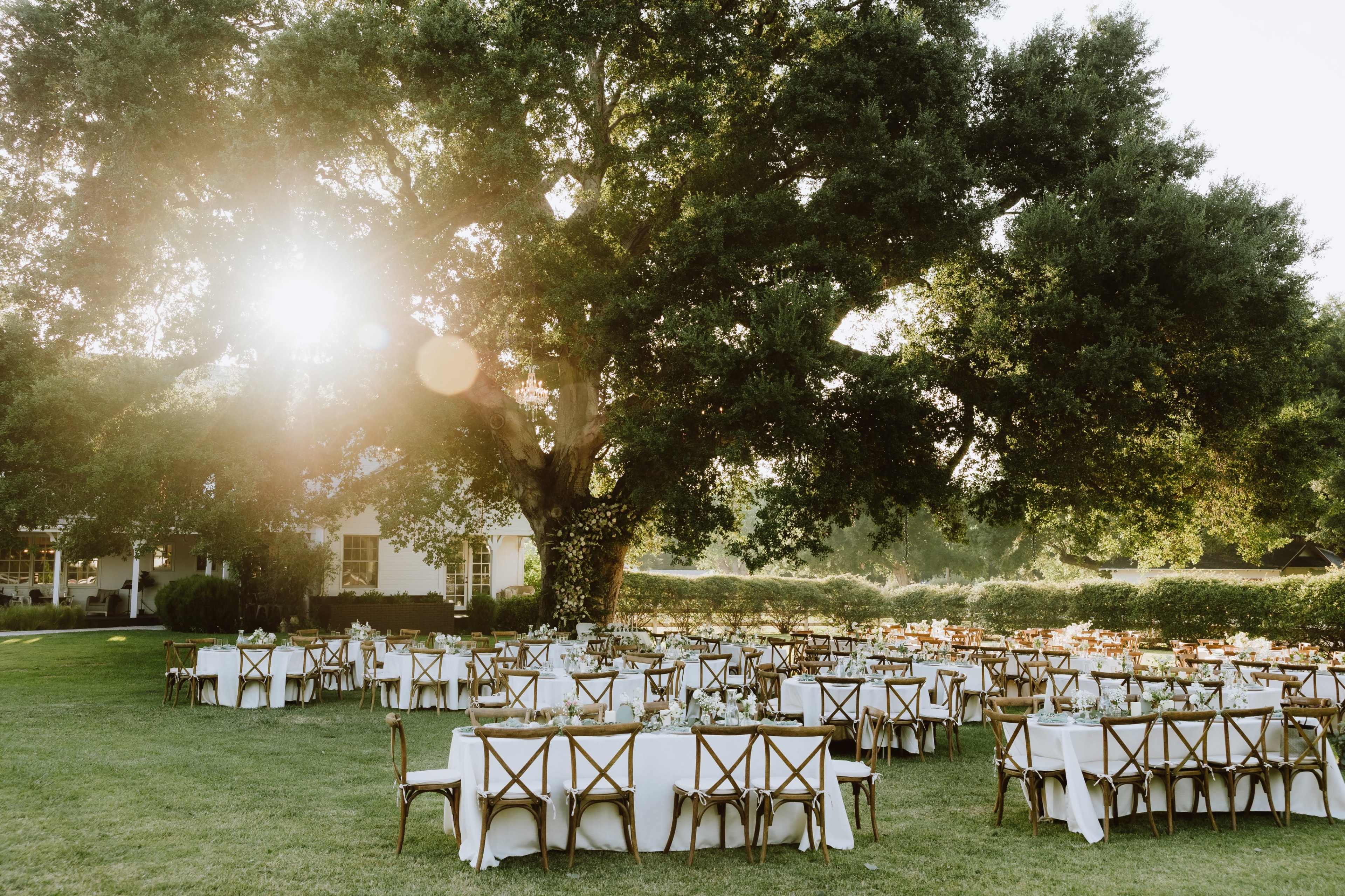 A large outdoor dining setup with numerous tables and chairs is arranged under a sprawling tree, bathed in warm sunlight.