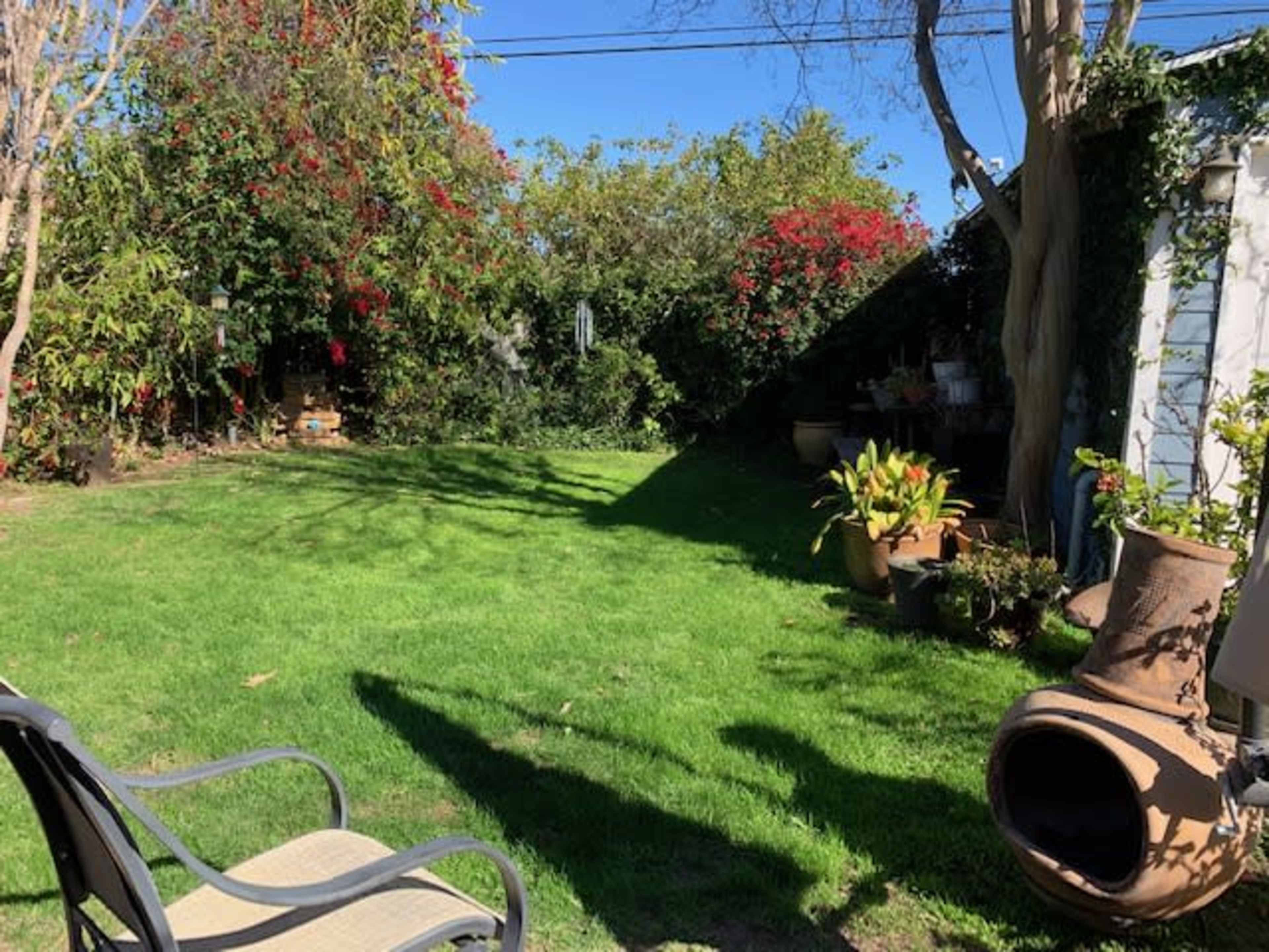 A grassy backyard with potted plants, a clay pot, and trees, in a well-lit area.