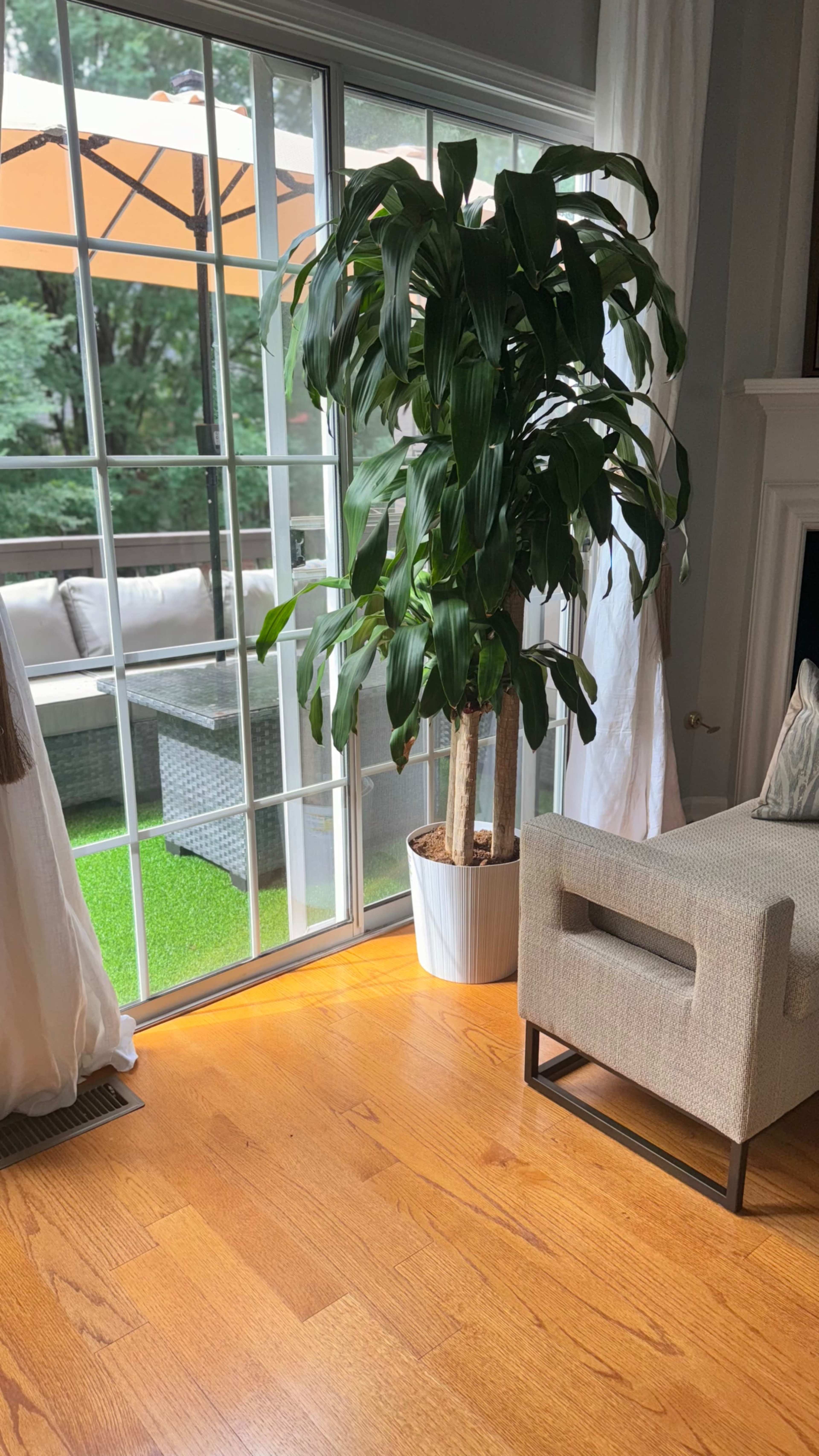 A large potted plant stands near a glass door, leading to a patio with outdoor furniture visible through the glass.