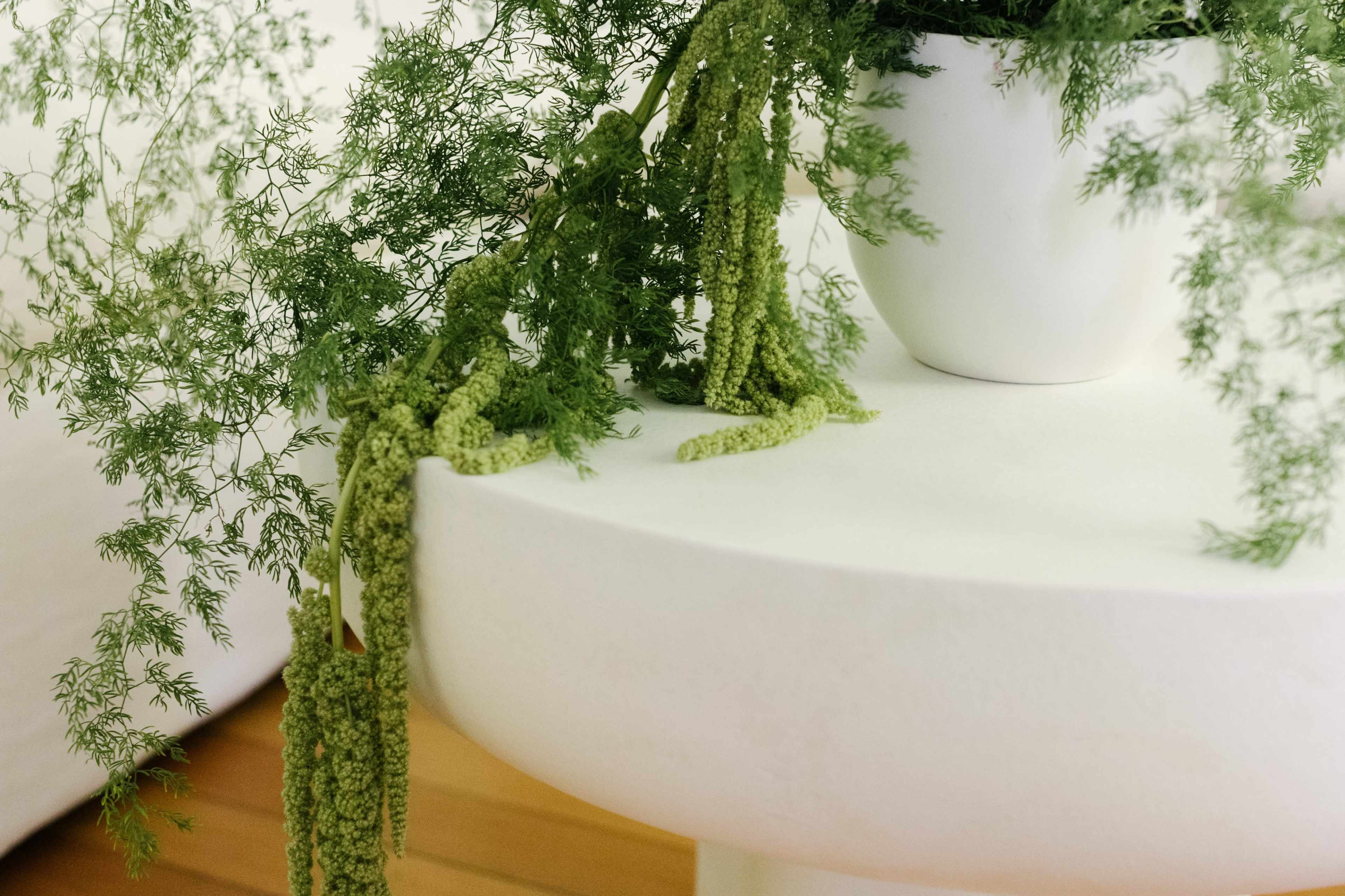 A potted plant with cascading green foliage is positioned on a white, round table.