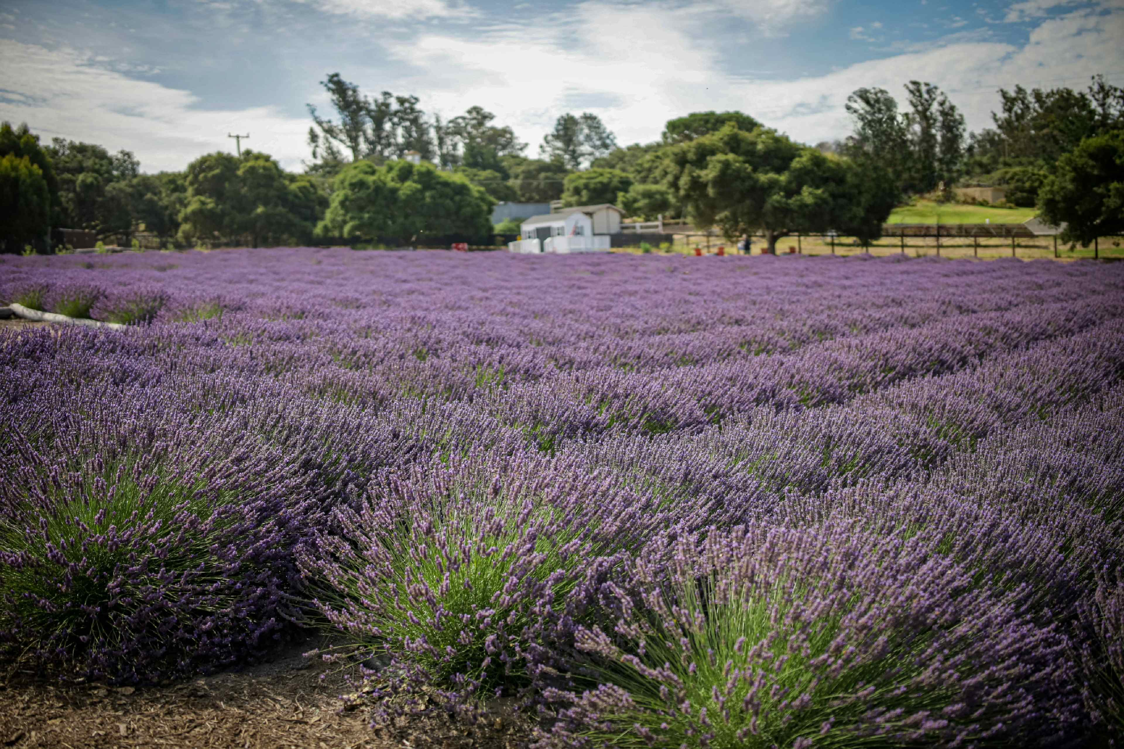 A vast field of lavender stretches towards a small white building under a partly cloudy sky.