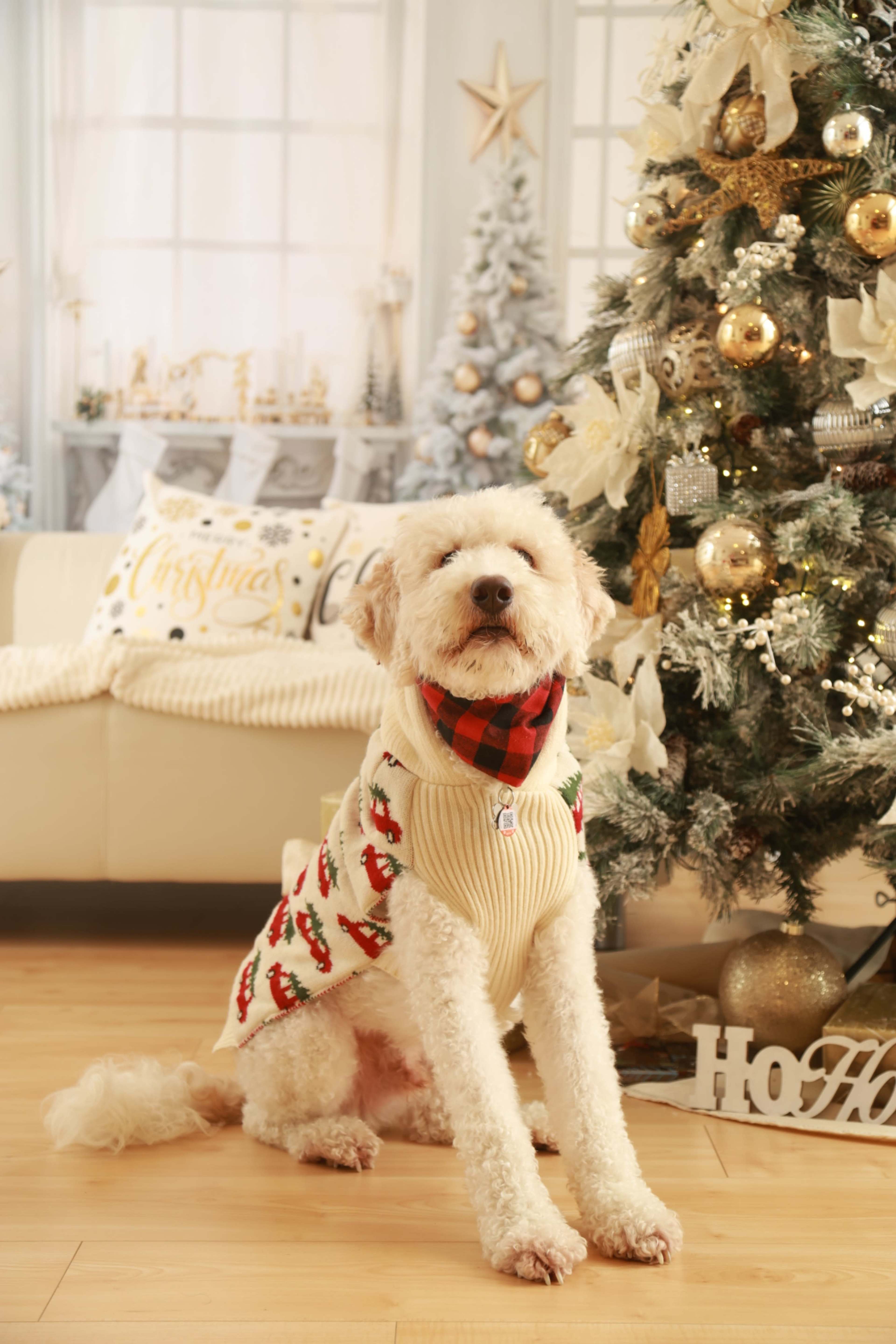 A dog wearing a festive sweater sits in front of a decorated Christmas tree and cozy furniture.